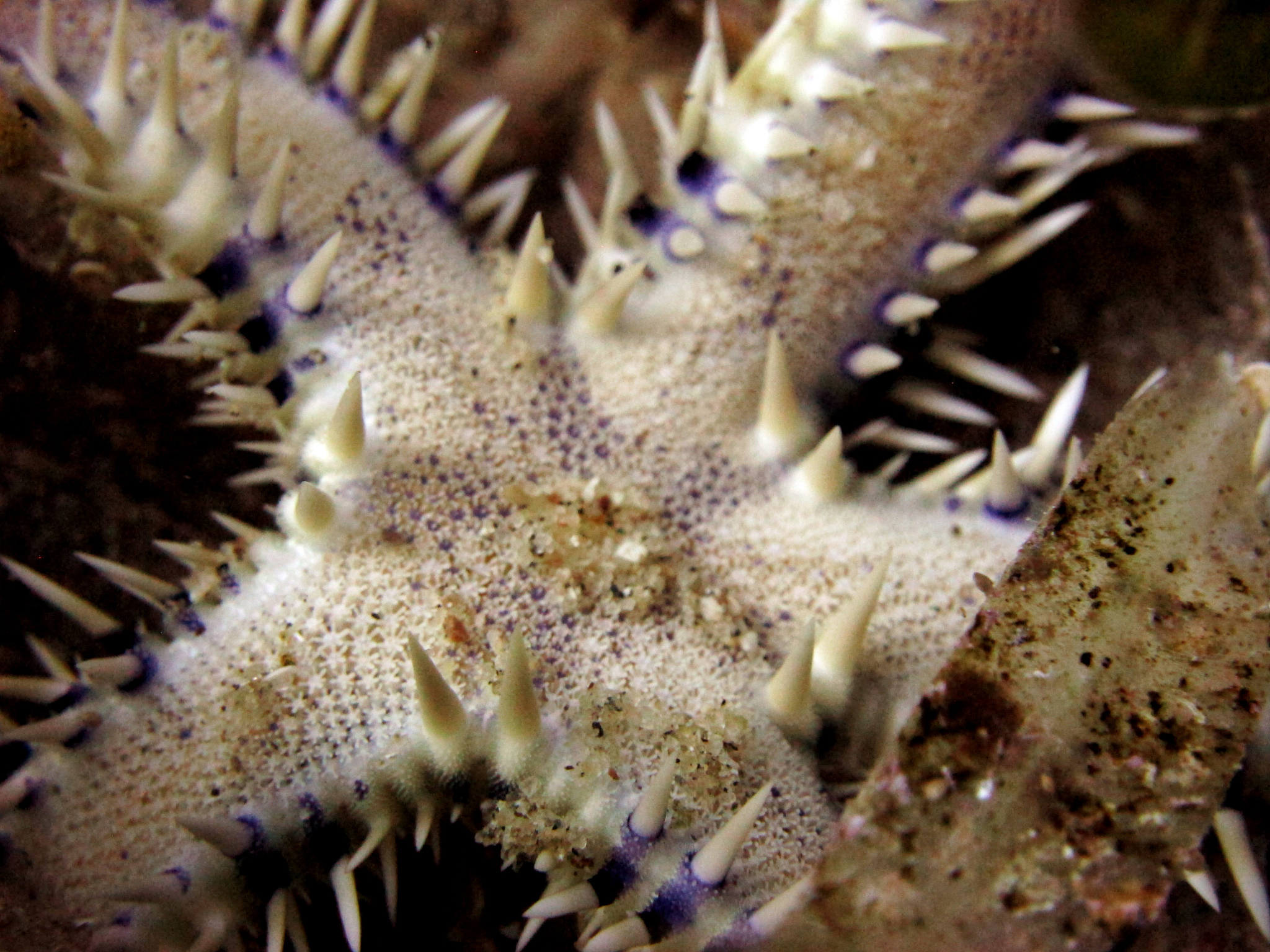 comb sea star