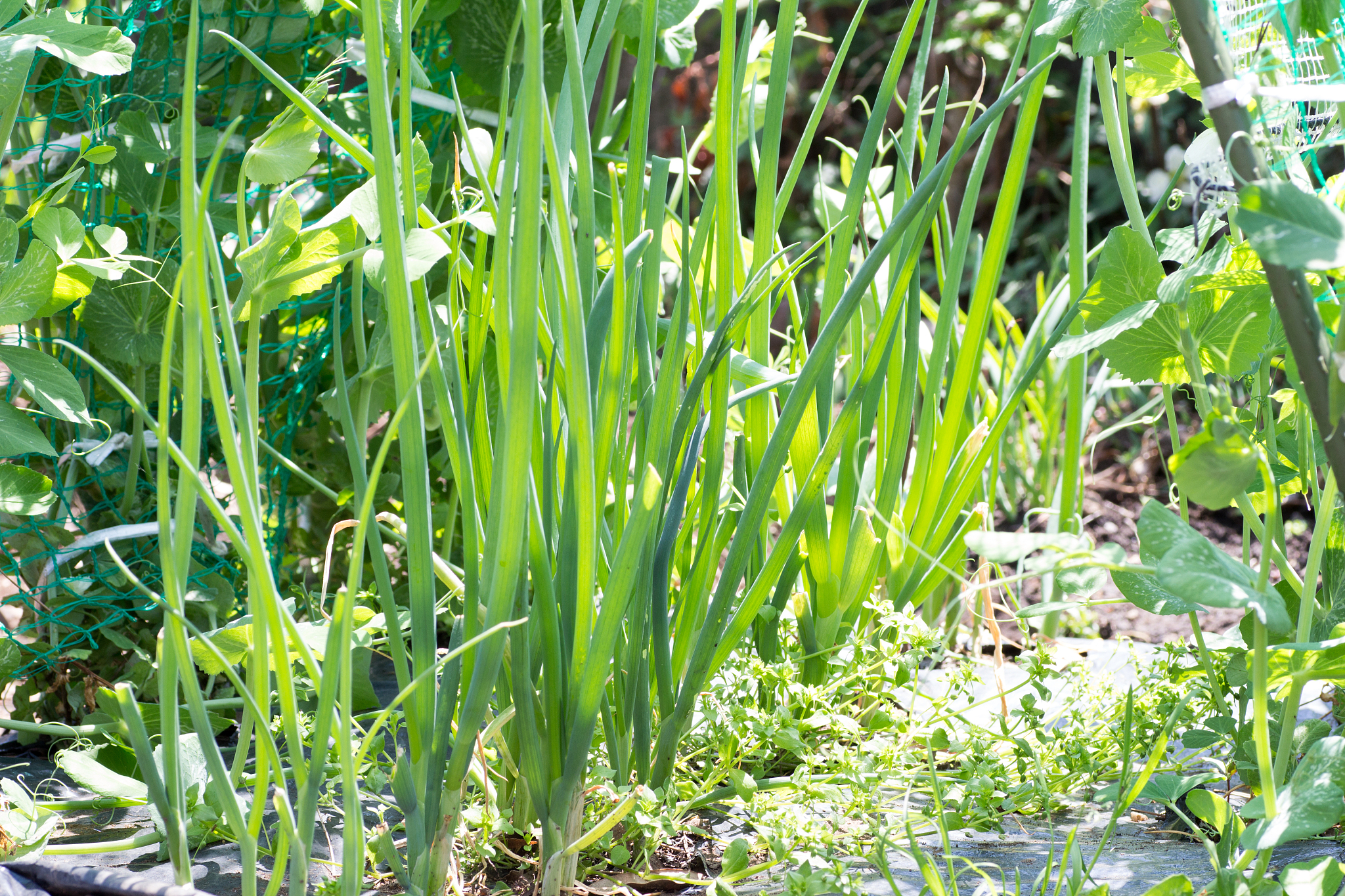 growing japanese green onion
