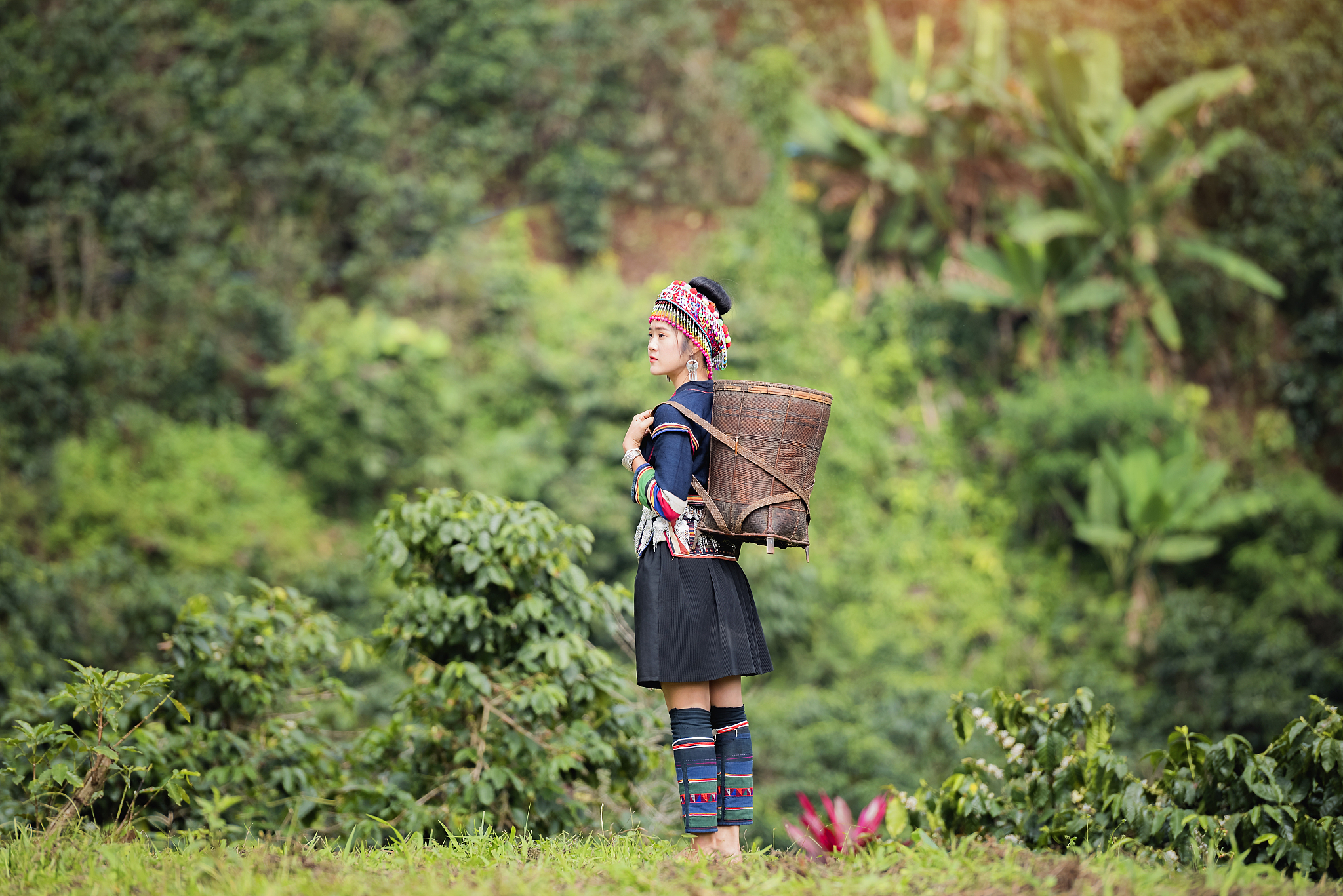 hill tribe coffee plantation