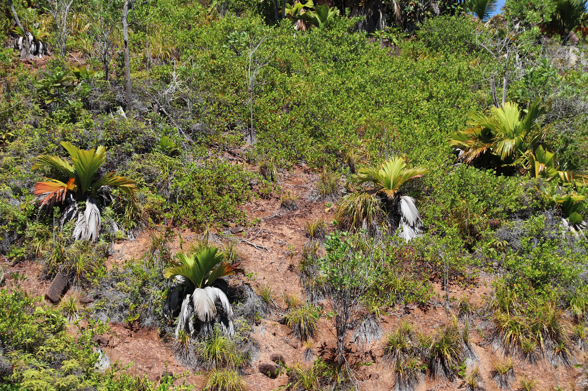 此物细又长成群落下方 落地就不见不知啥模样。帮我用200字详细描述