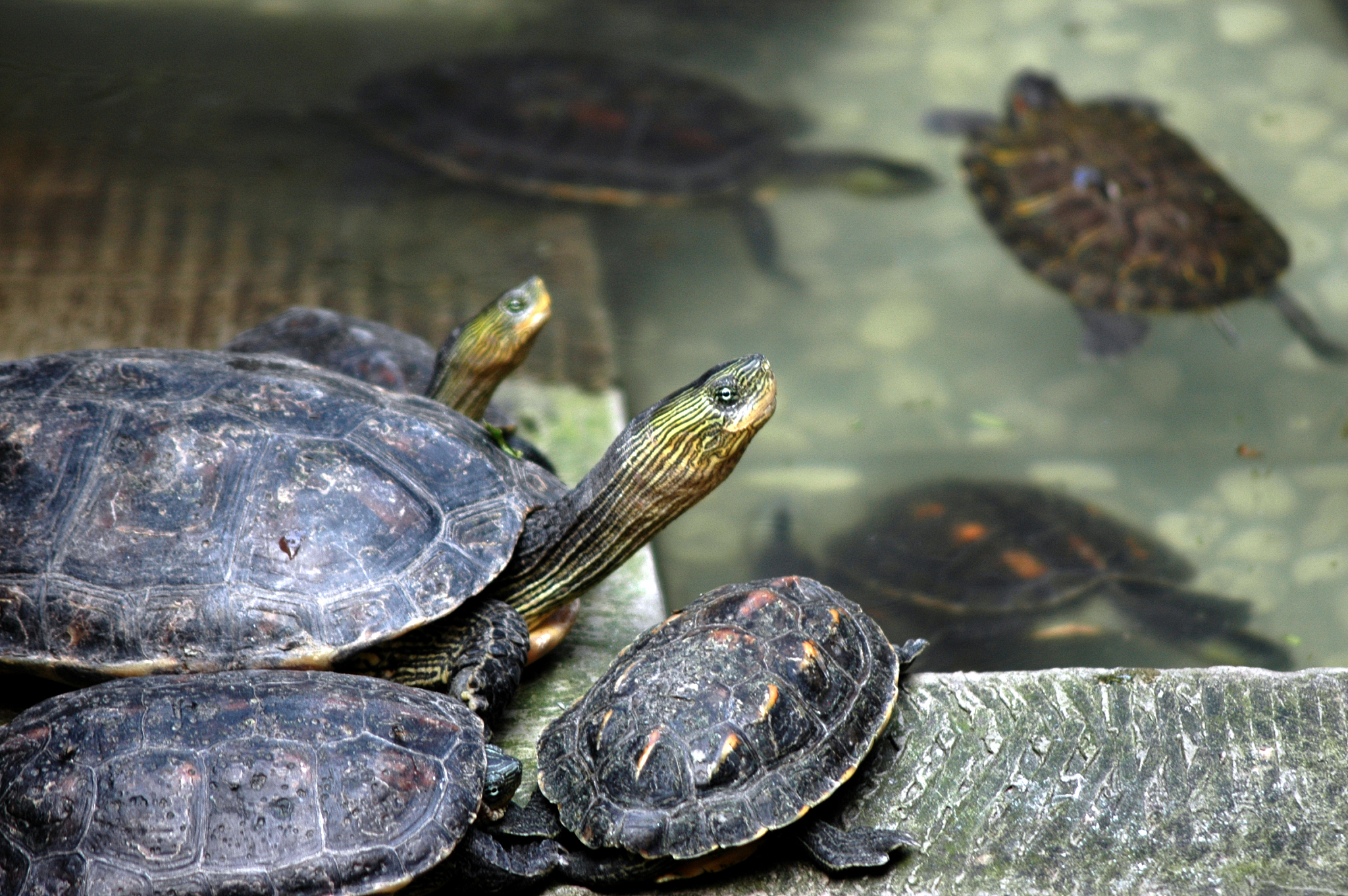 turtles