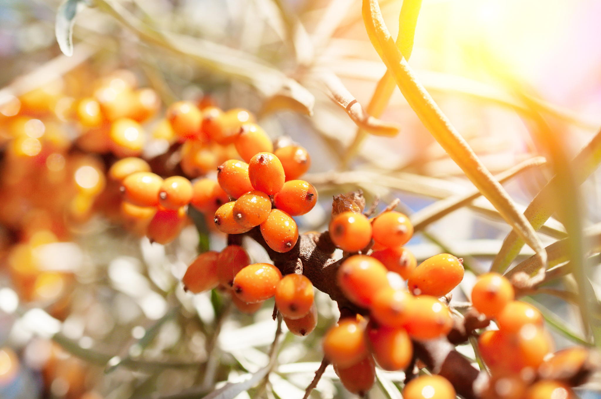 沙棘工厂设计摘要：高效、环保、安全生产的关键