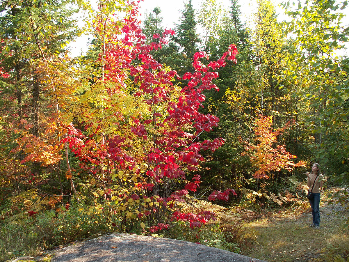 论述延安城市园林彩叶树种选择中存在彩叶植物运用形式雷同的问题。