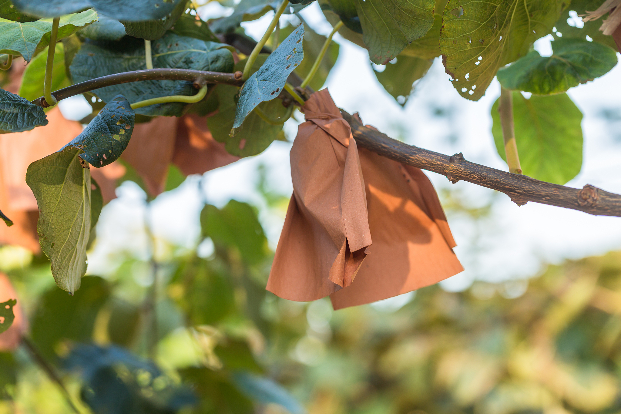猕猴桃快速成熟小妙招,轻松享用美味! 猕猴桃快速成熟小妙招,轻松享用美味!