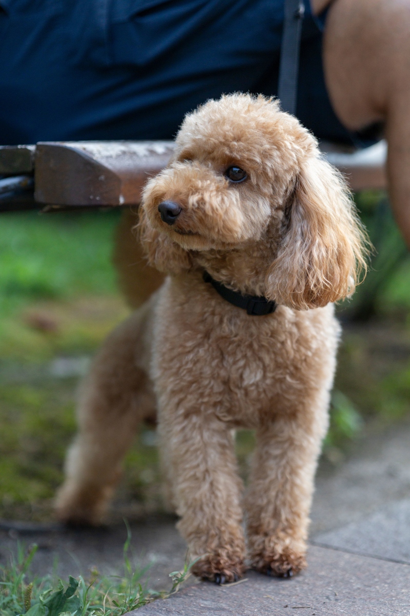 泰迪犬的魅力：为什么如此受欢迎？