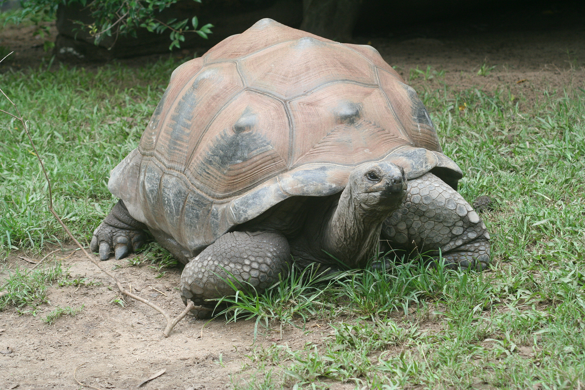 tortoise time