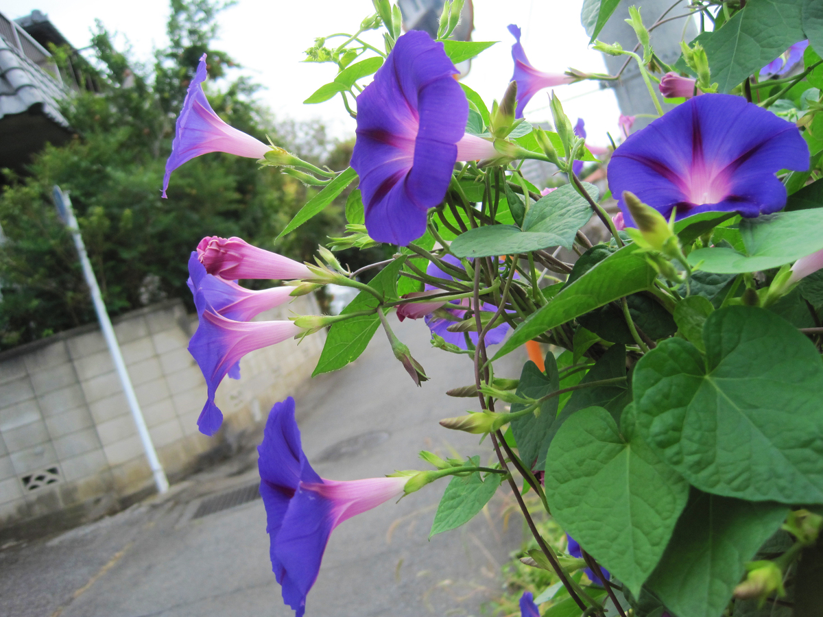 凌晨四点，紫色小喇叭：牵牛花盛开的浪漫与回忆