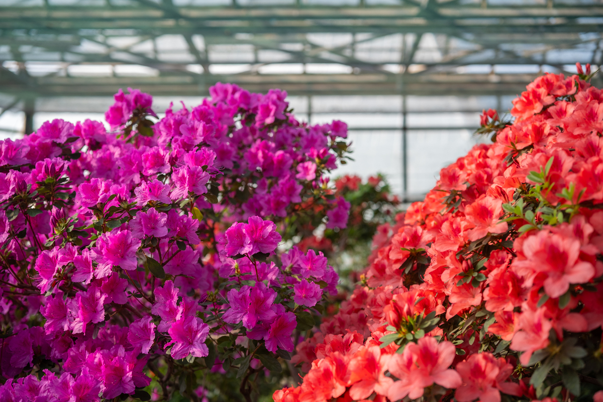 关于举办杜鹃花修剪技术培训的通知