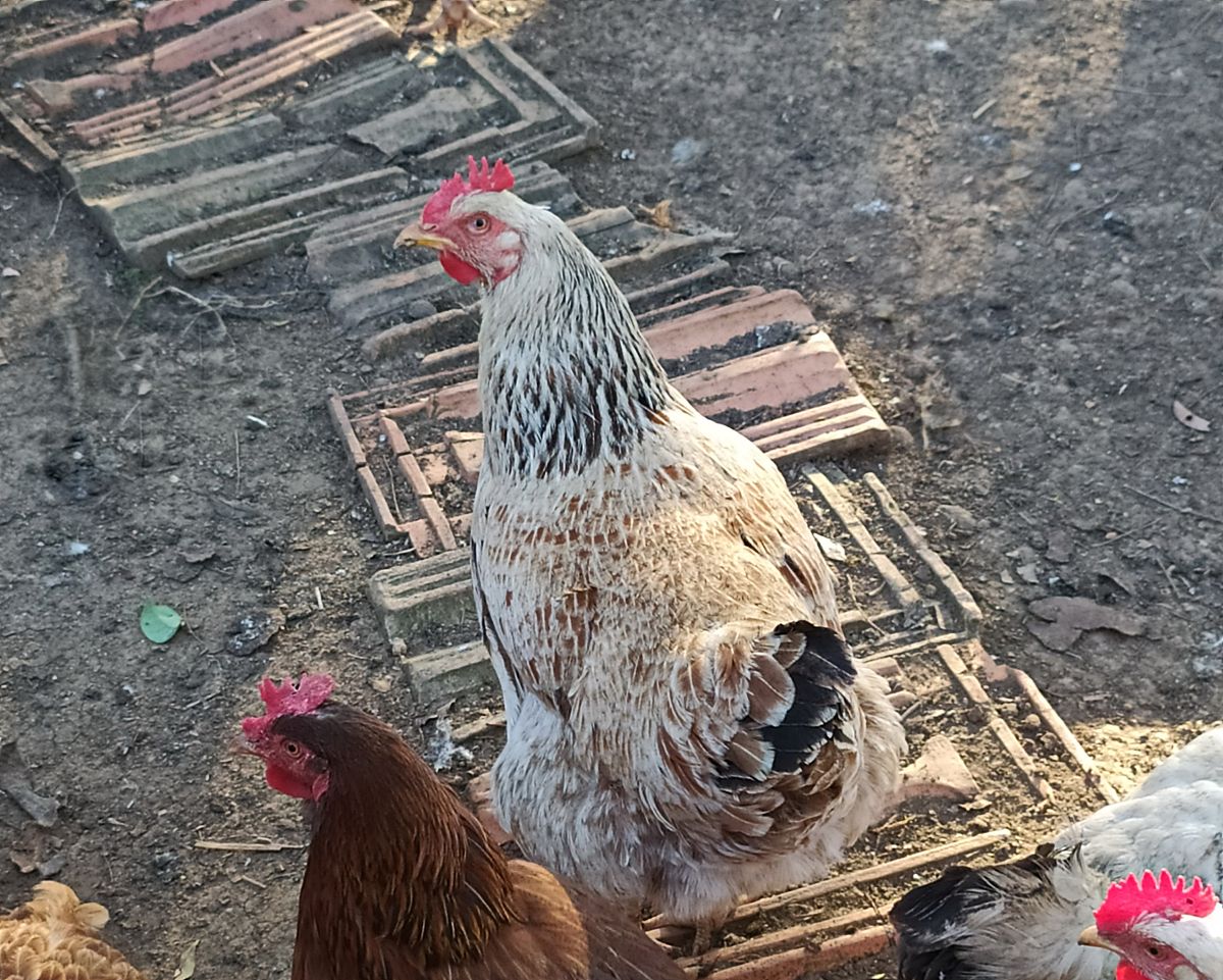 鸡在窗户上是什么征兆