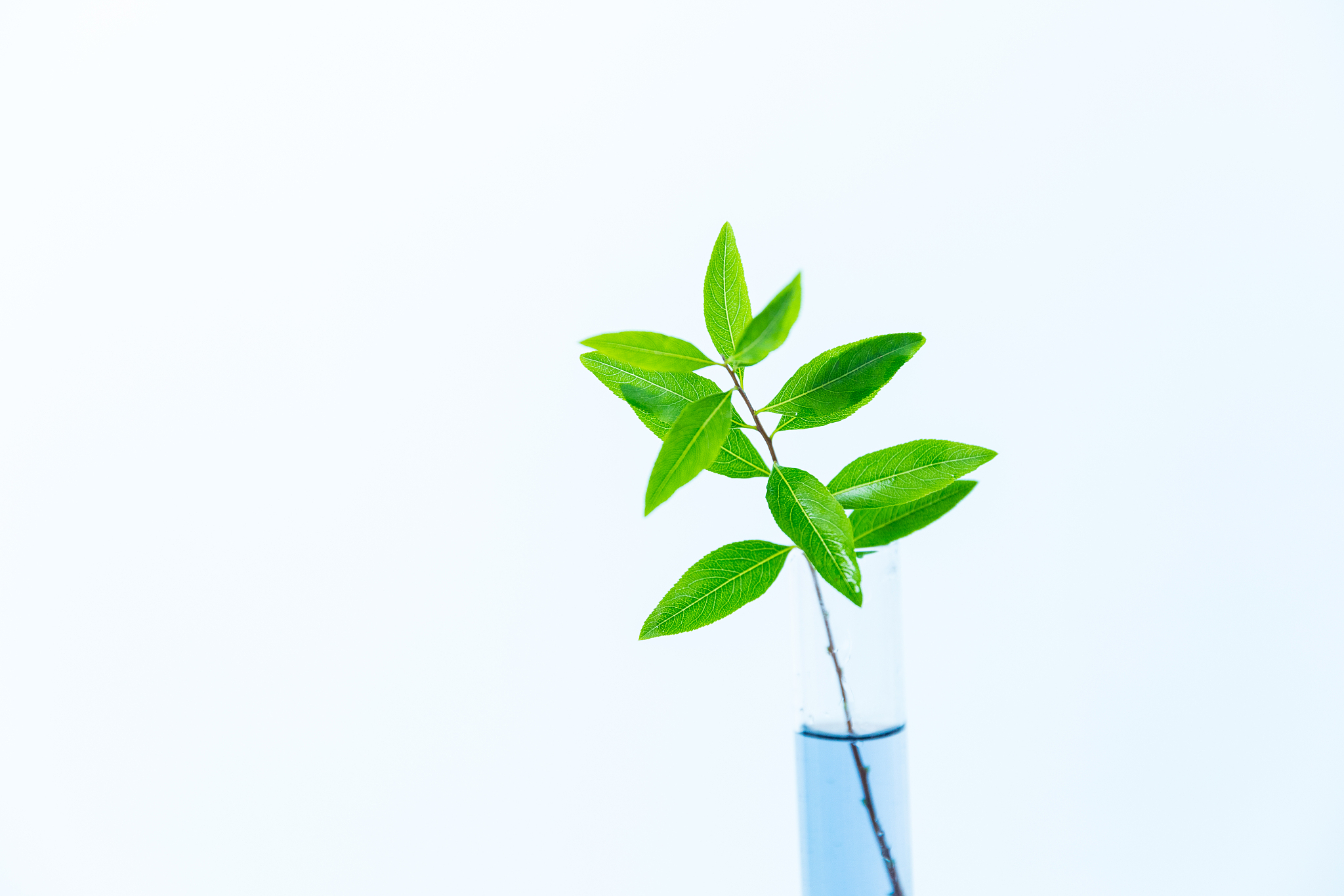 plants in test tubes