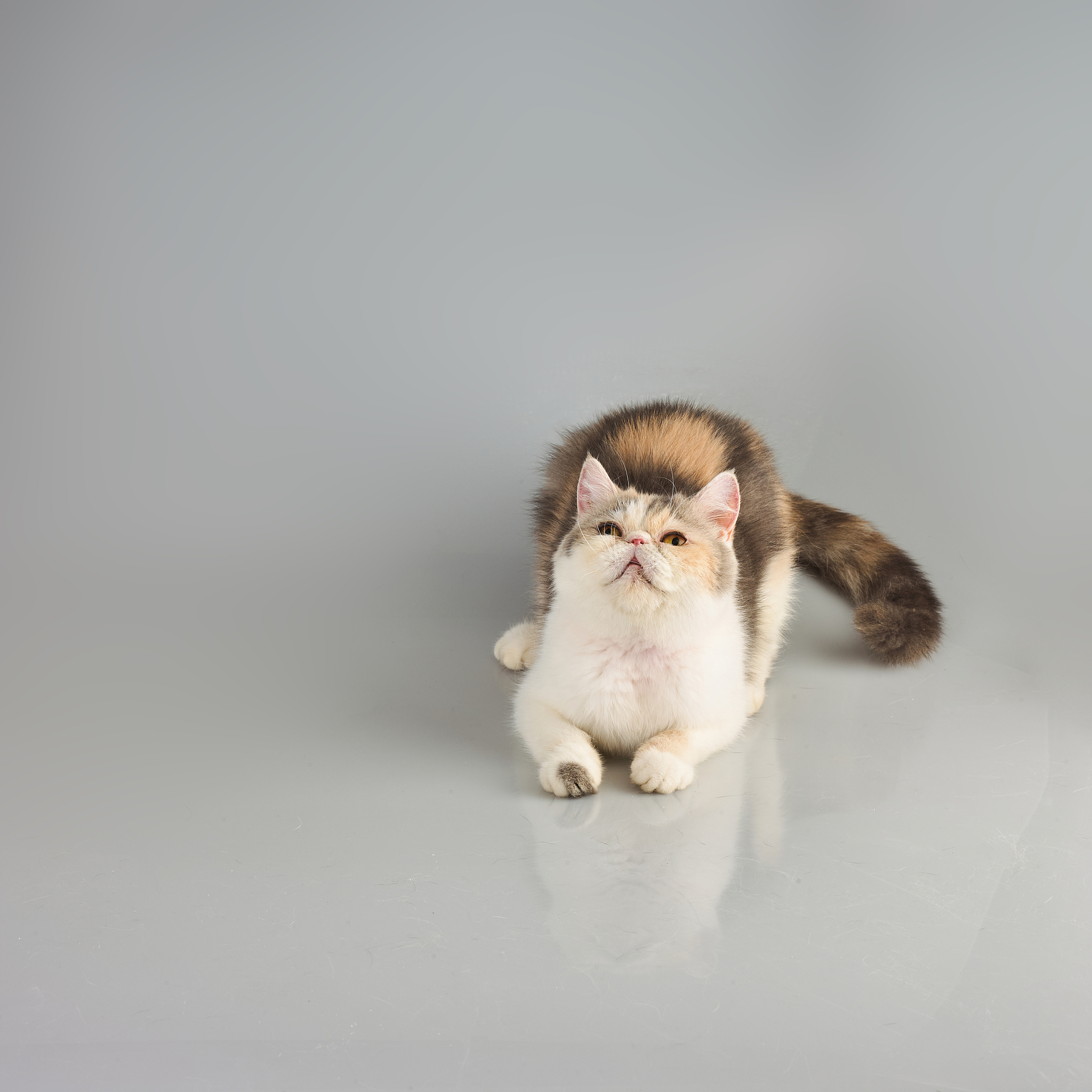 写一个关于加菲猫积木内容