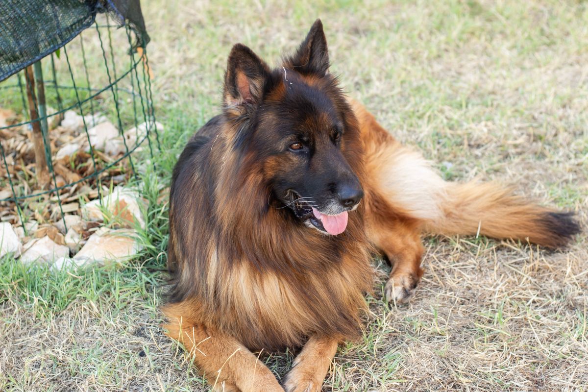 中毛德牧价格低？ 了解它的优点，或许你会改变想法！