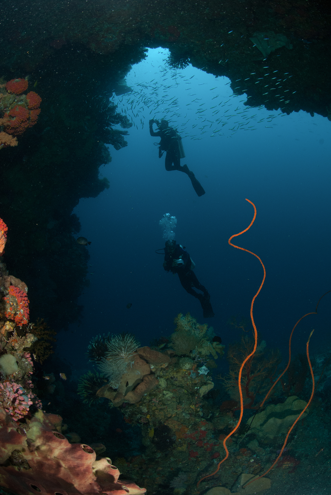 divers, wire corals, sea fan in ambon, maluku, indonesia underwa