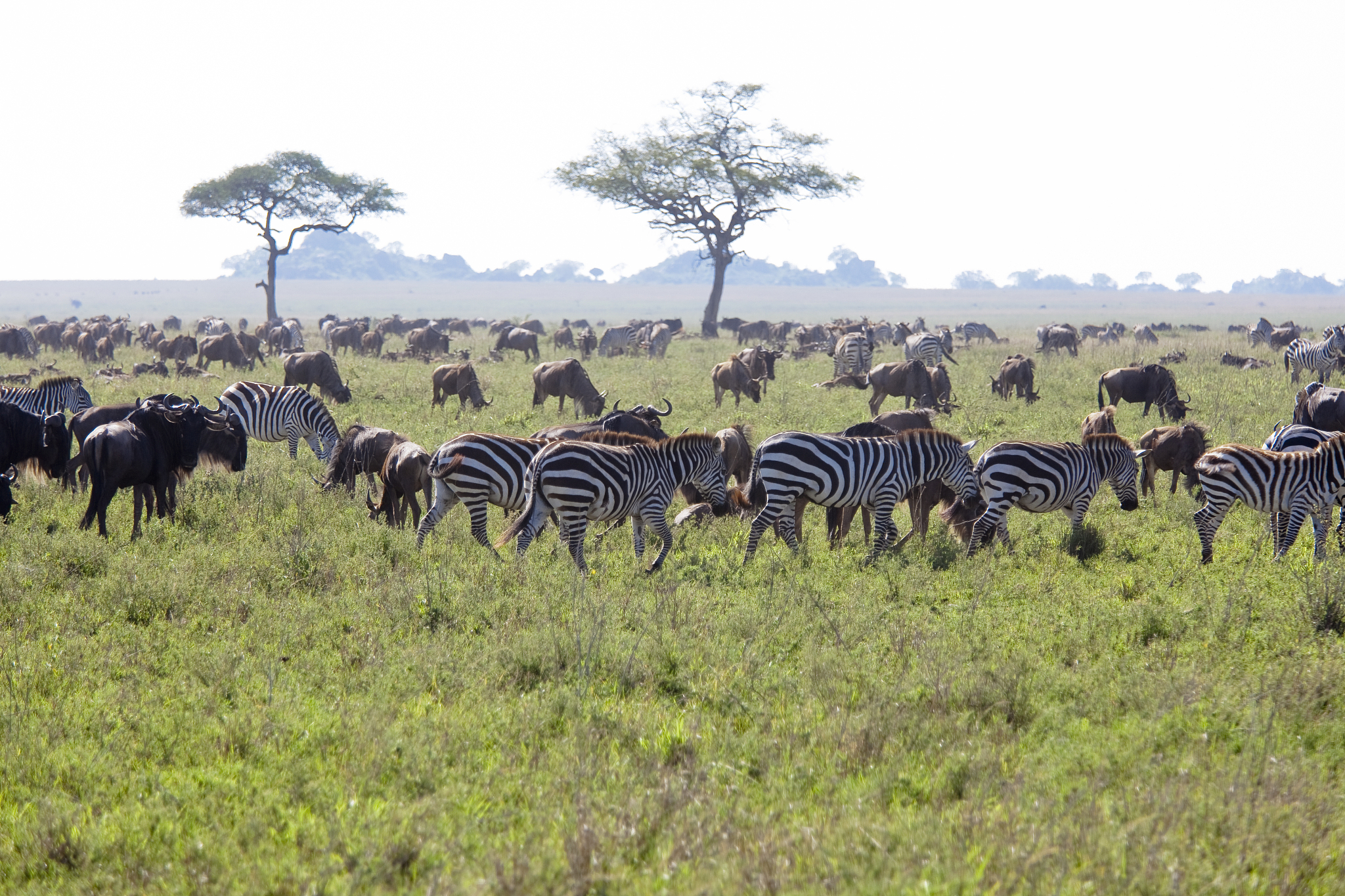 herd of wildebeests and zebras tanzania