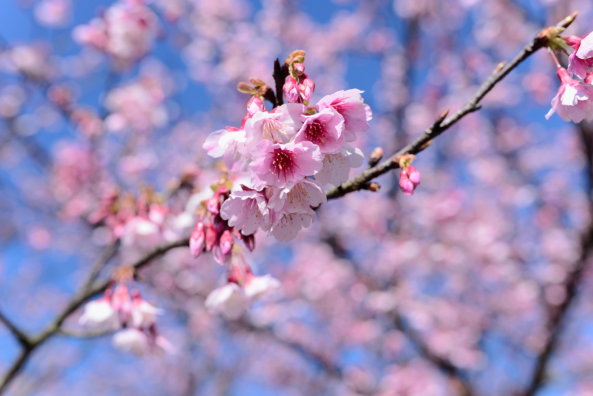 樱花诗：赞美春光烂漫的诗歌