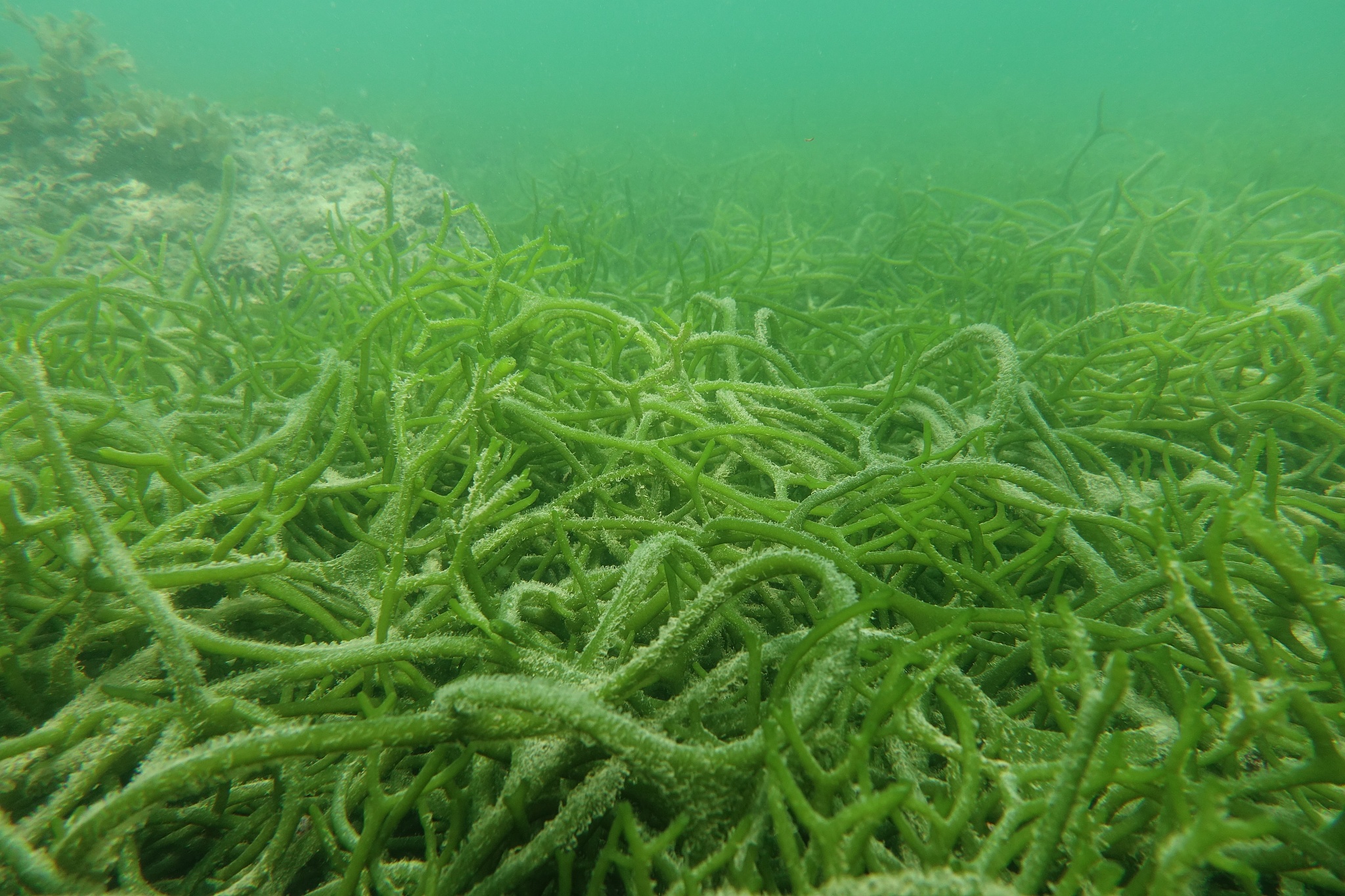 underwater marco life