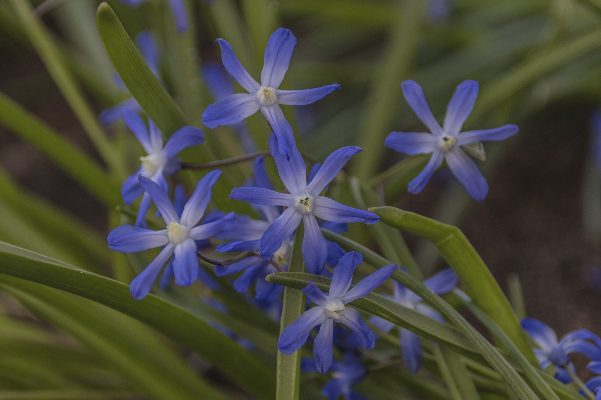 close-up of purple flowering plants