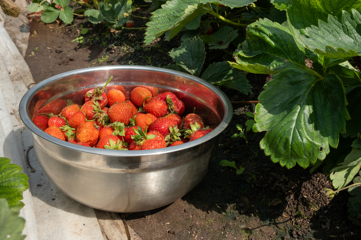 草莓采摘机效率评估：市场上常见类型分析及建议