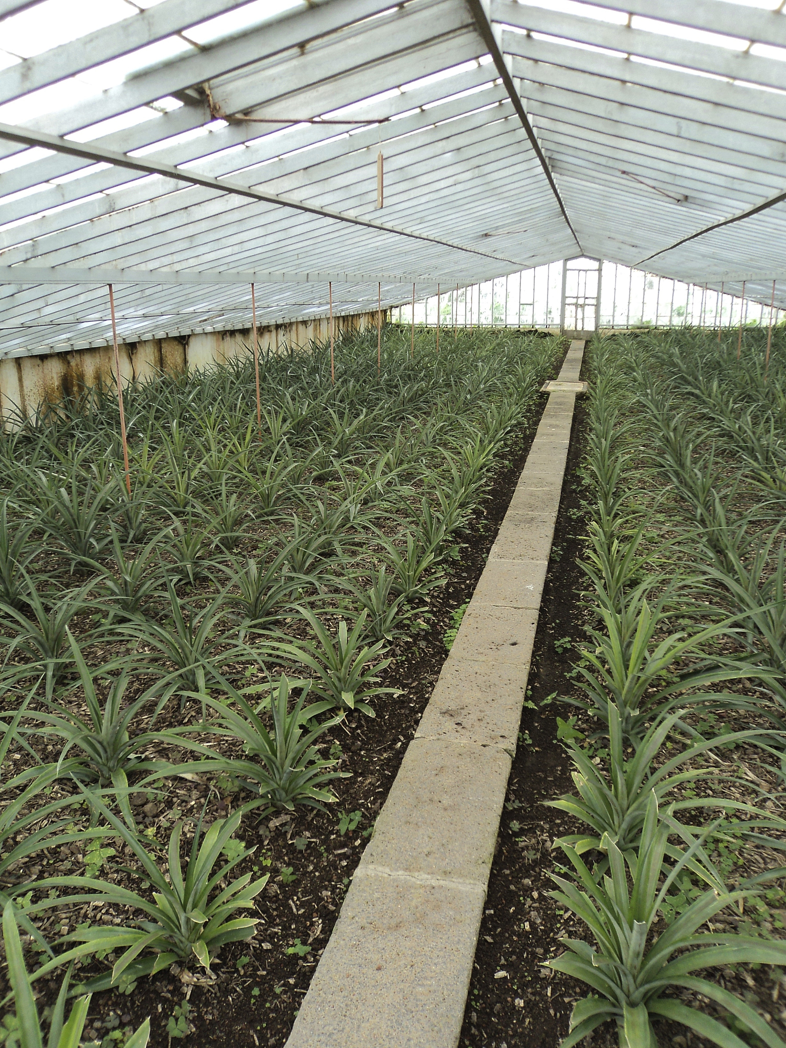 仁和药业是什么企业