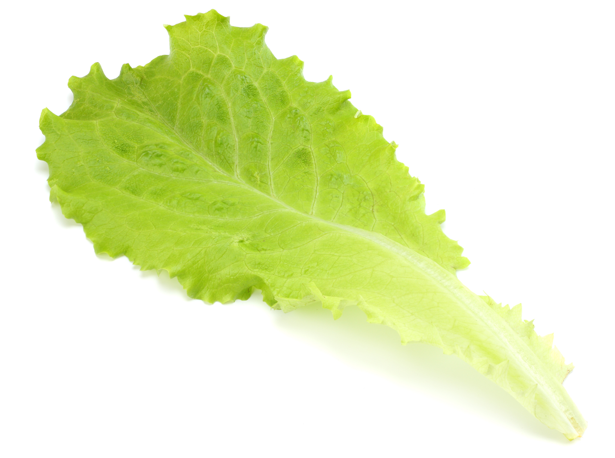 one salad leaf isolated on a white background