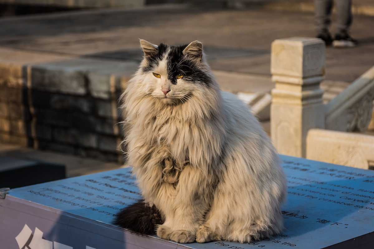 北京景山御猫传说：雪眉和狮猫的传奇故事