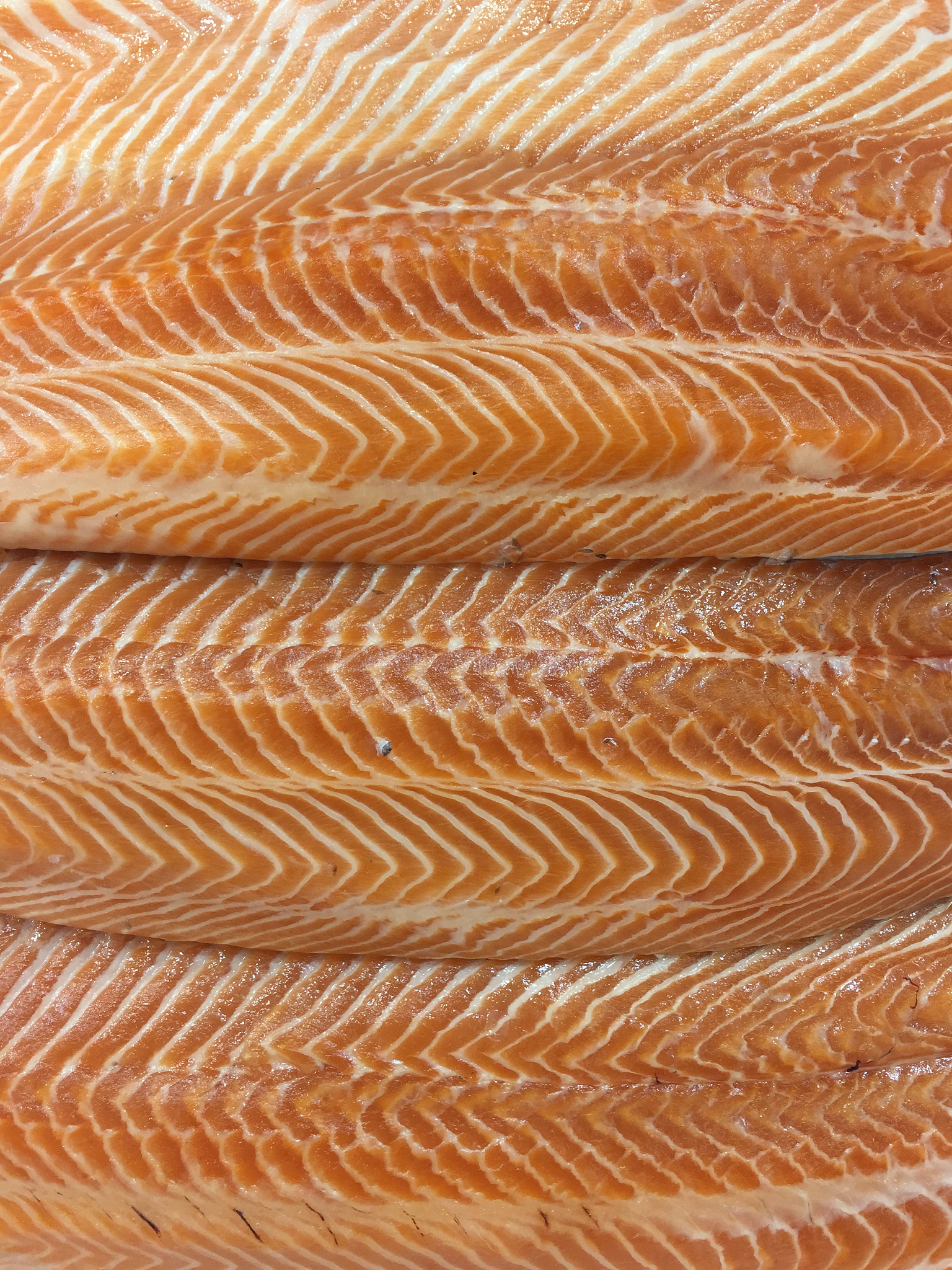 续写12研究三文鱼目的和意义