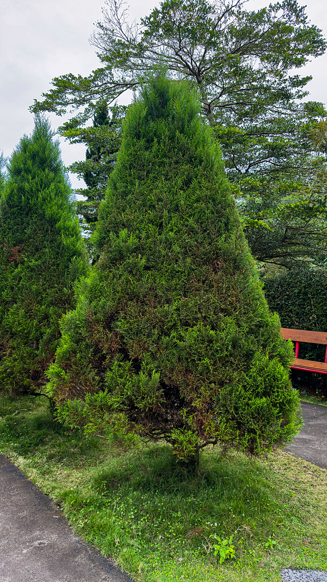 四季常青的植物