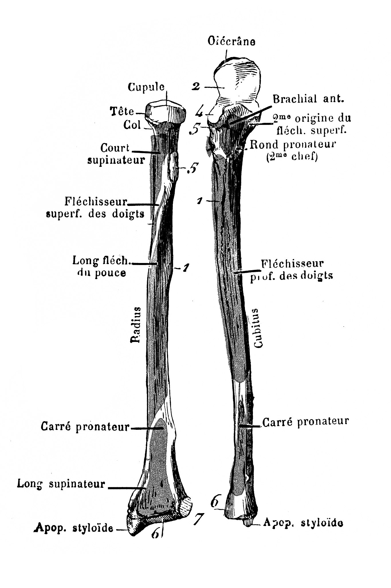 肘关节结构与特点详解 - 人体运动的关键关节