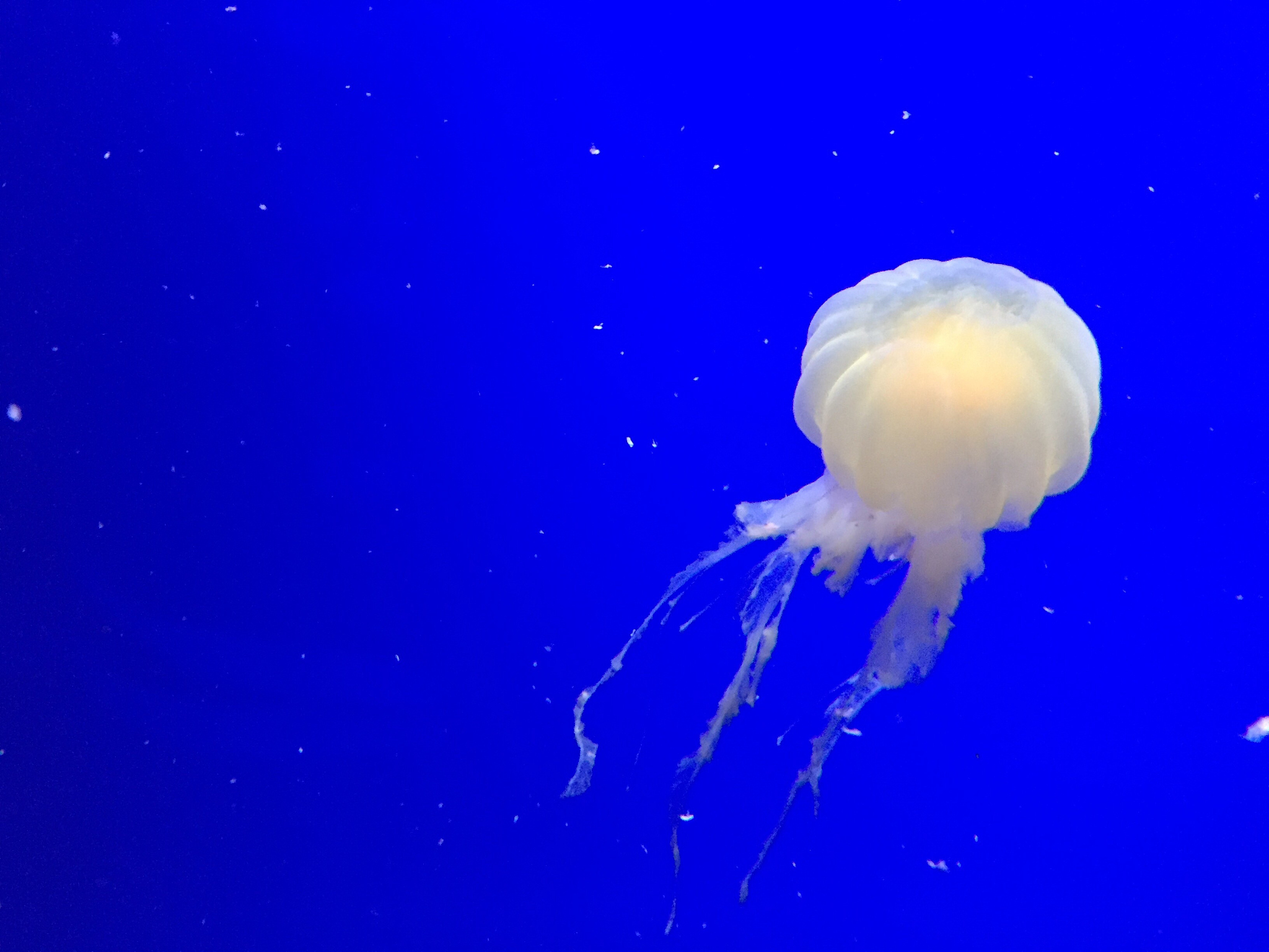 close-up of jellyfish swimming in sea