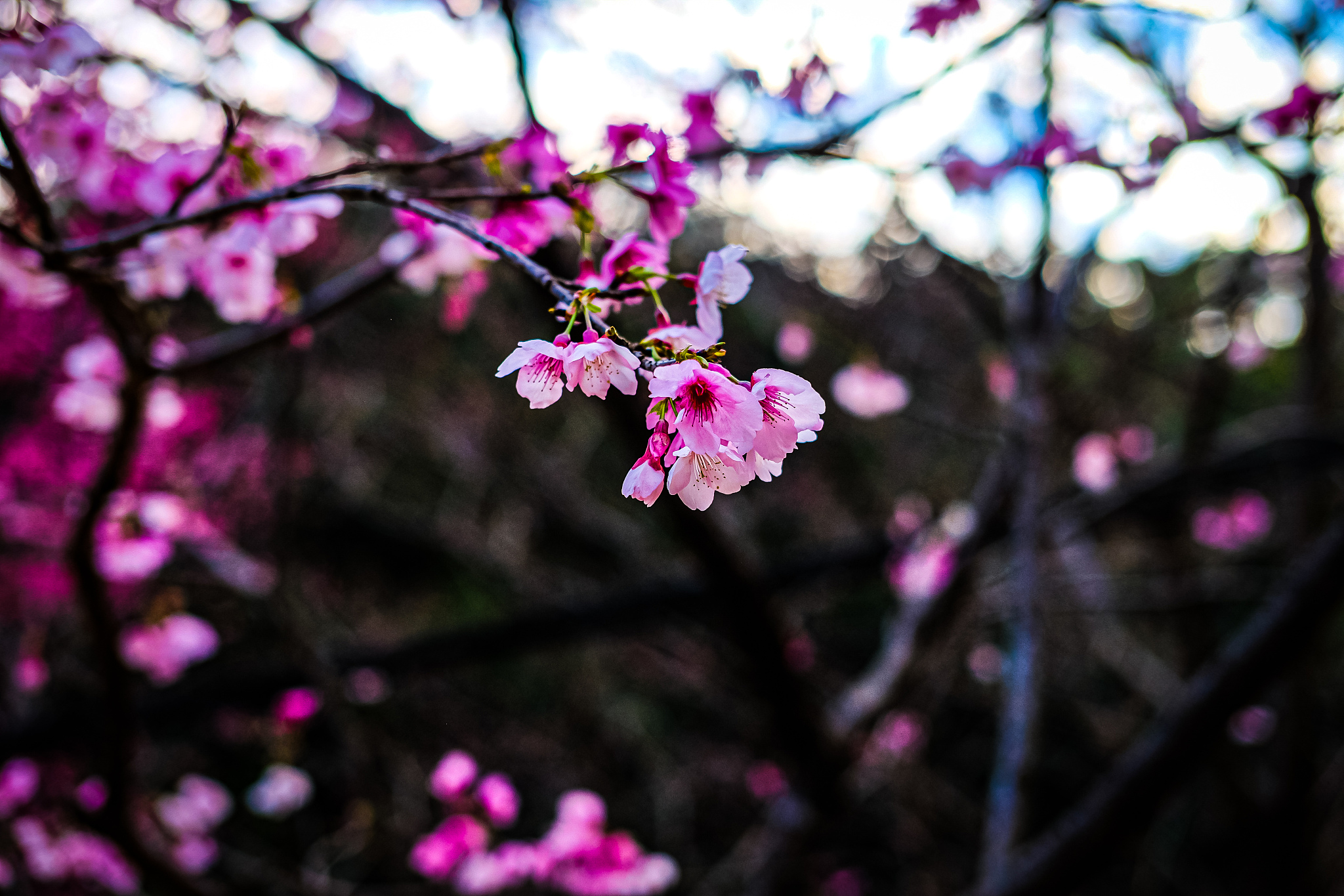 梅花：清白象征，却也可能被玷污