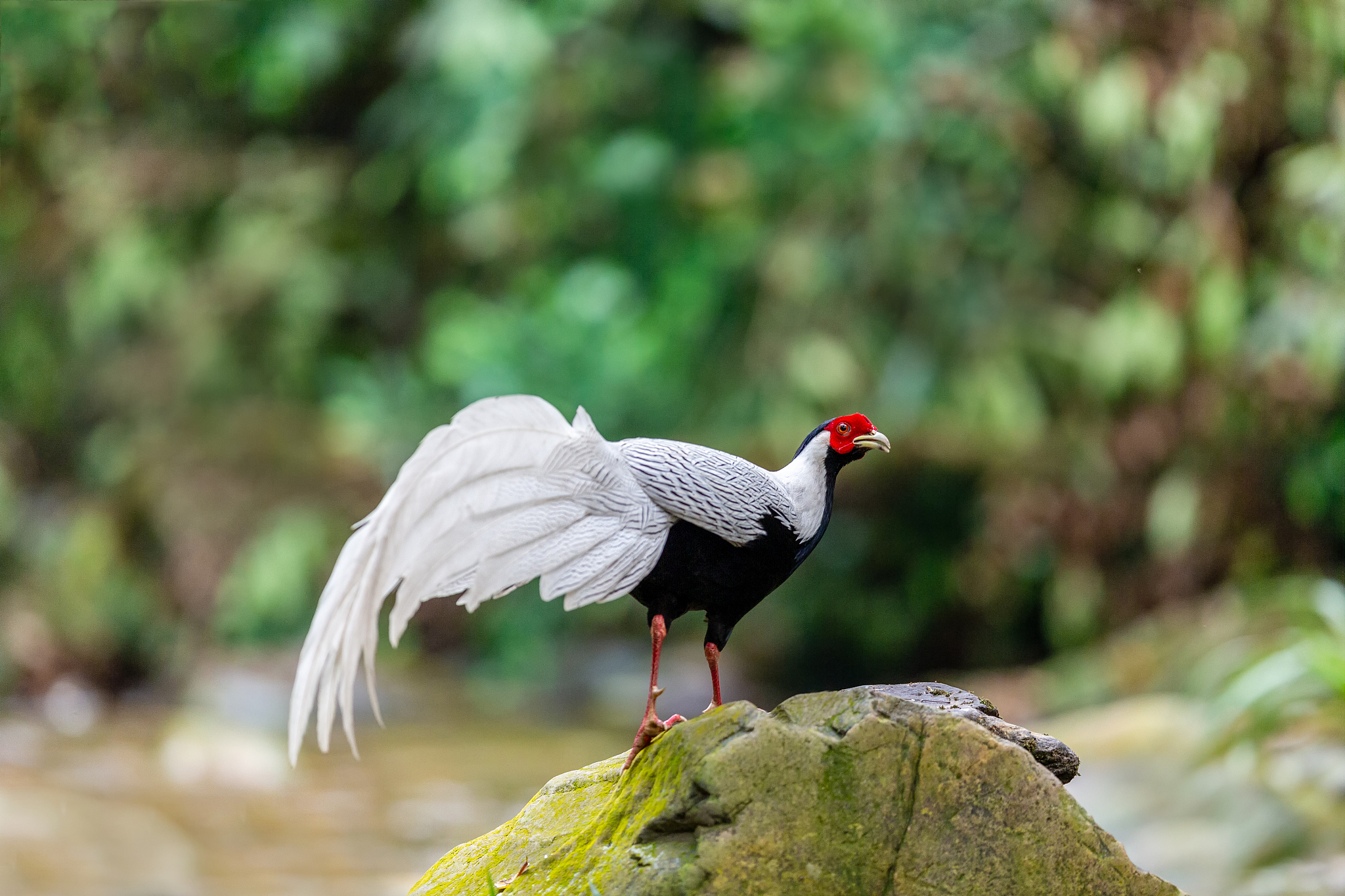 中国国家二级保护动物清单 - 完整目录及保护信息