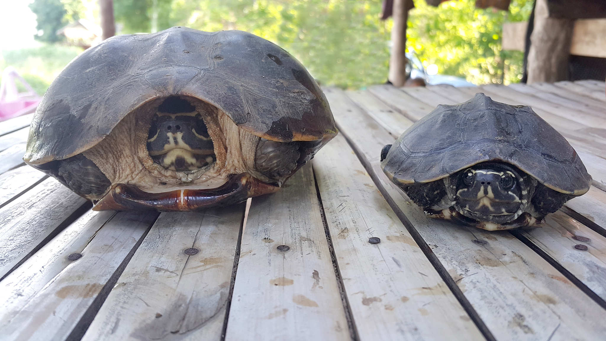 two turtles on a wooden background in thailand.