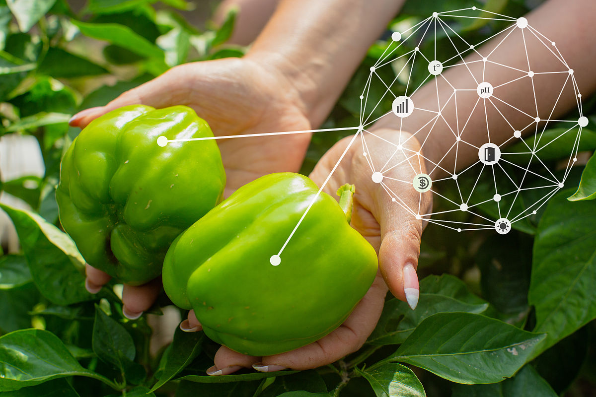 花仙子水果歌曲名称回答及拓展