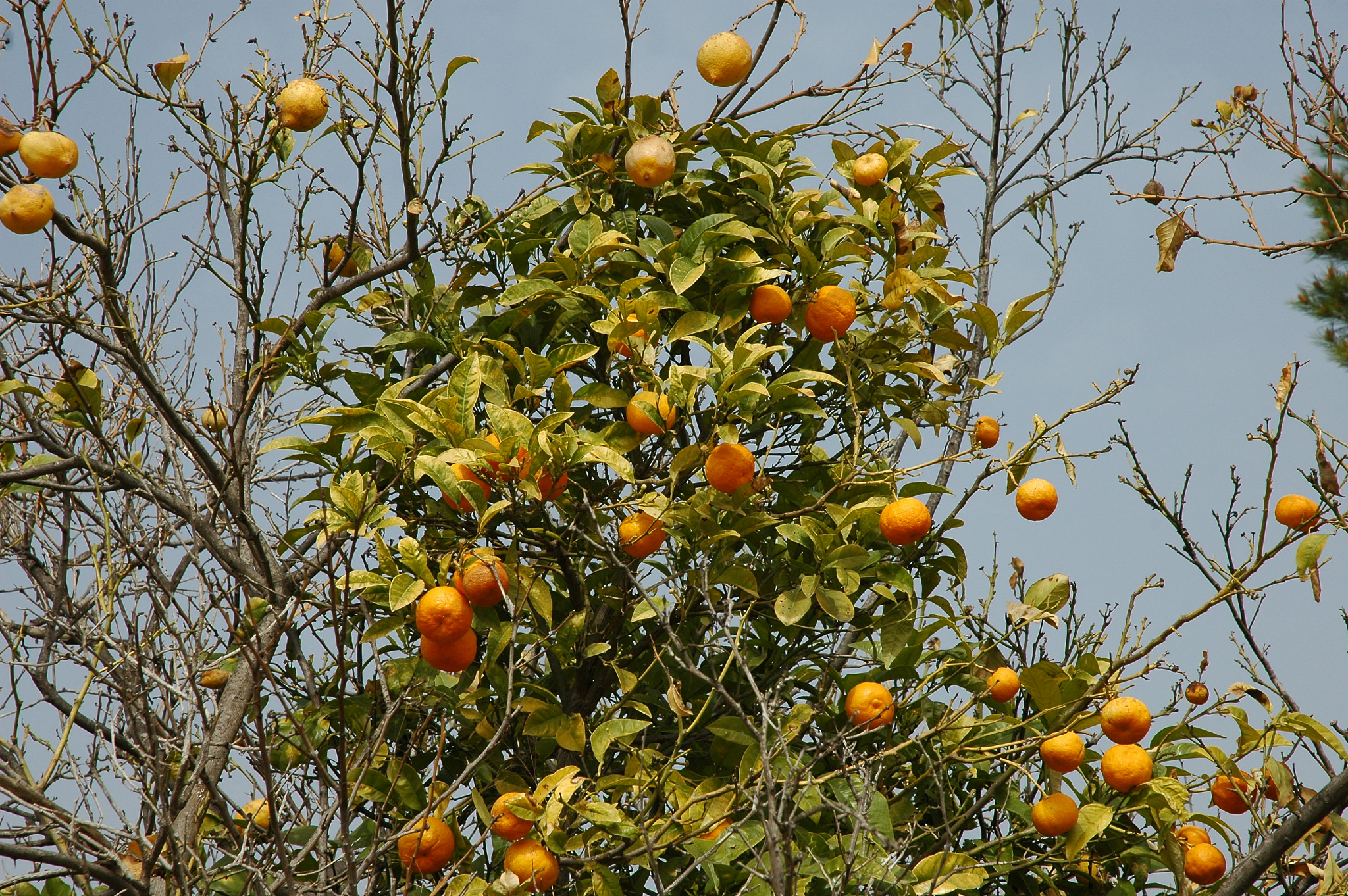 orangenblüte in spanien