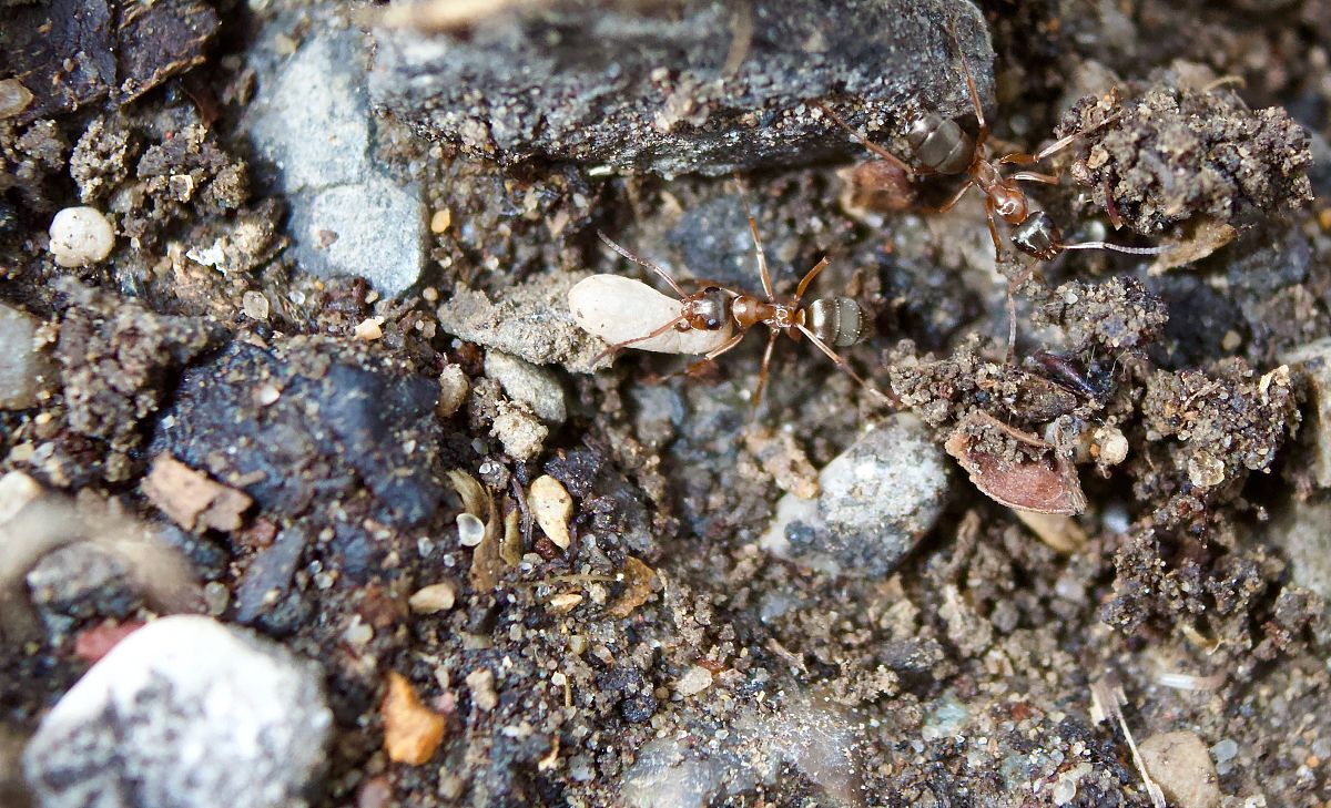 蚂蚁地下王国手游v1.0.1更新：全新剧情、地下城市等你探索！