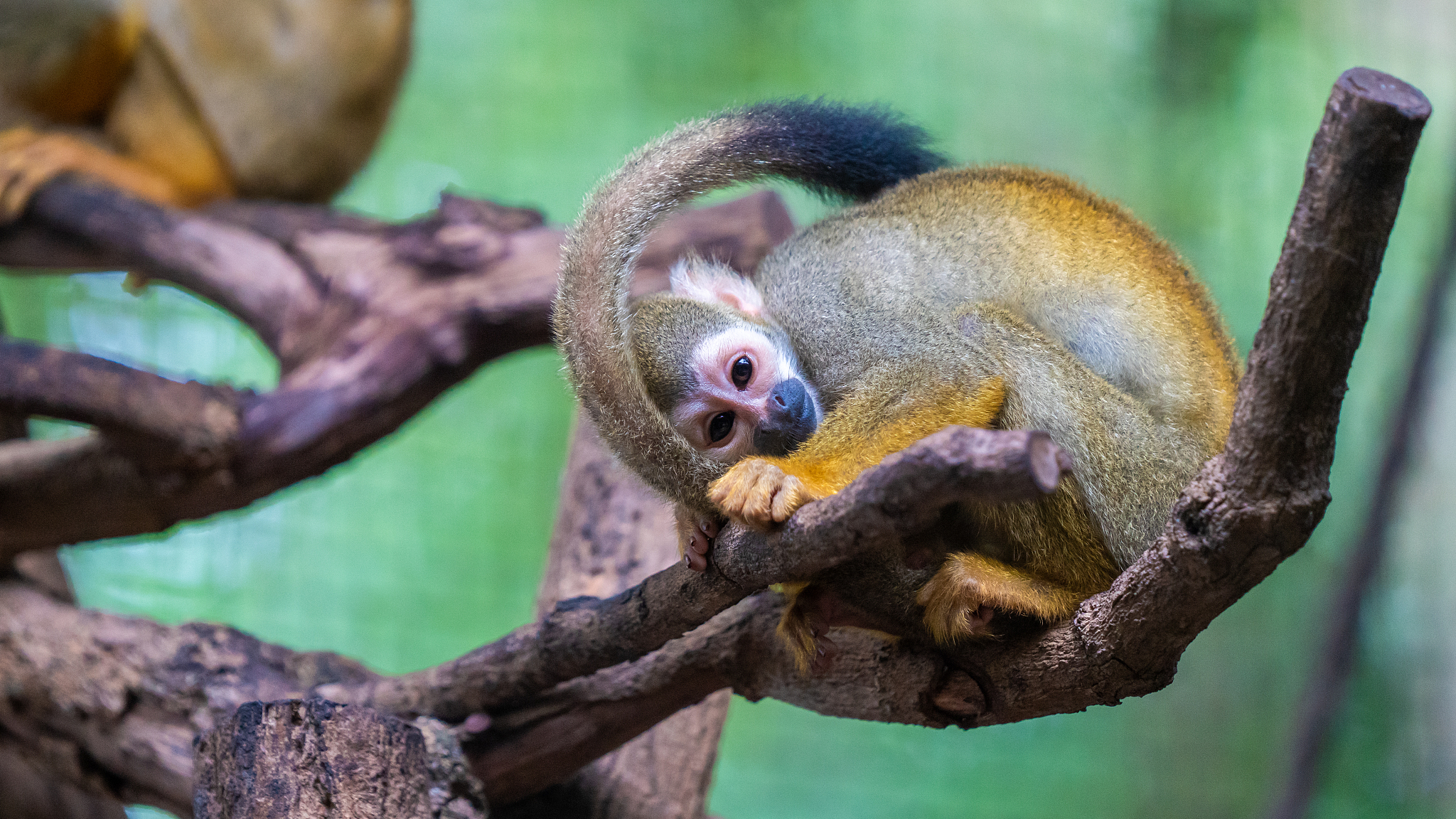 animal photo