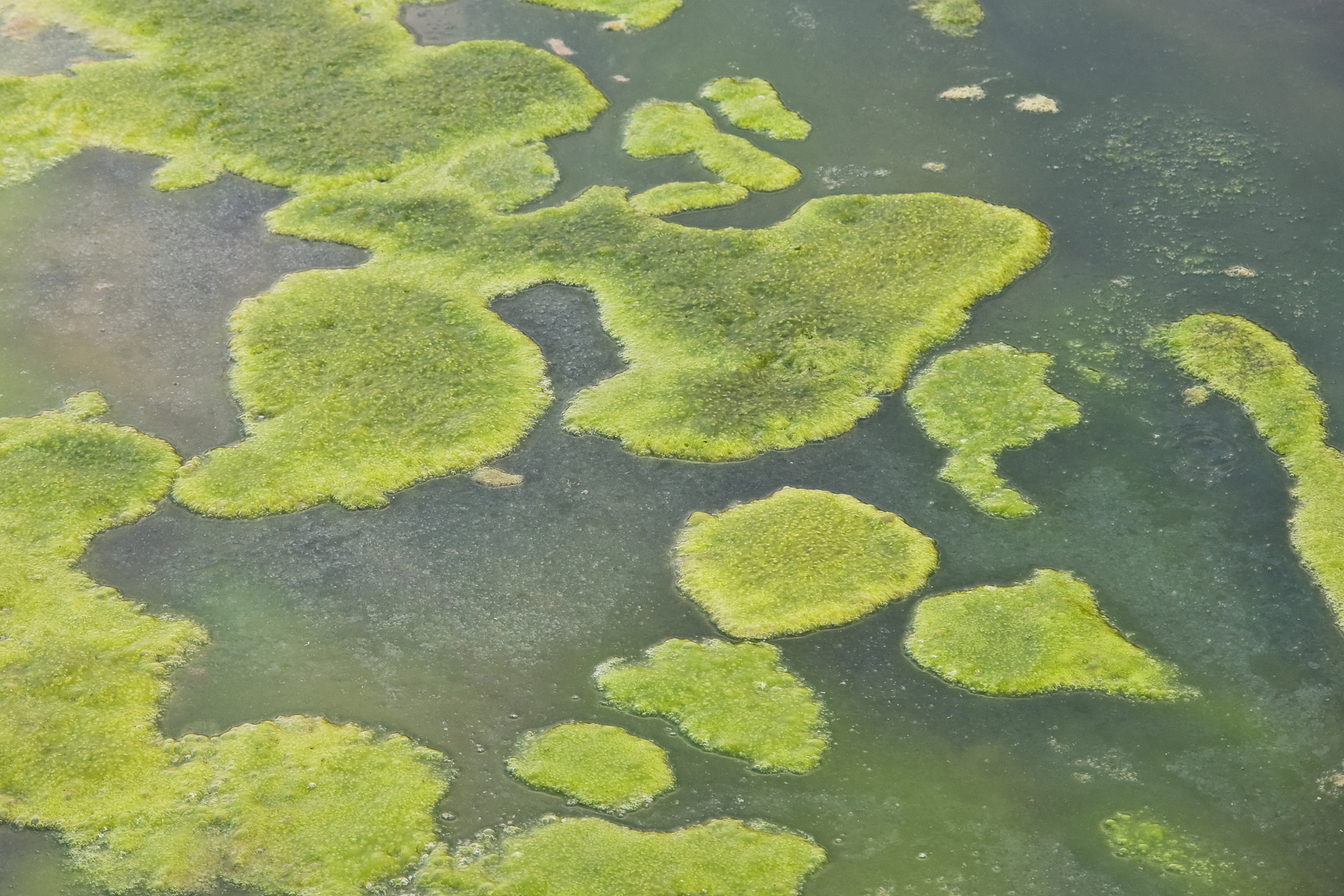 生物炭吸附磷：富营养化水体治理与土壤改良的新方法