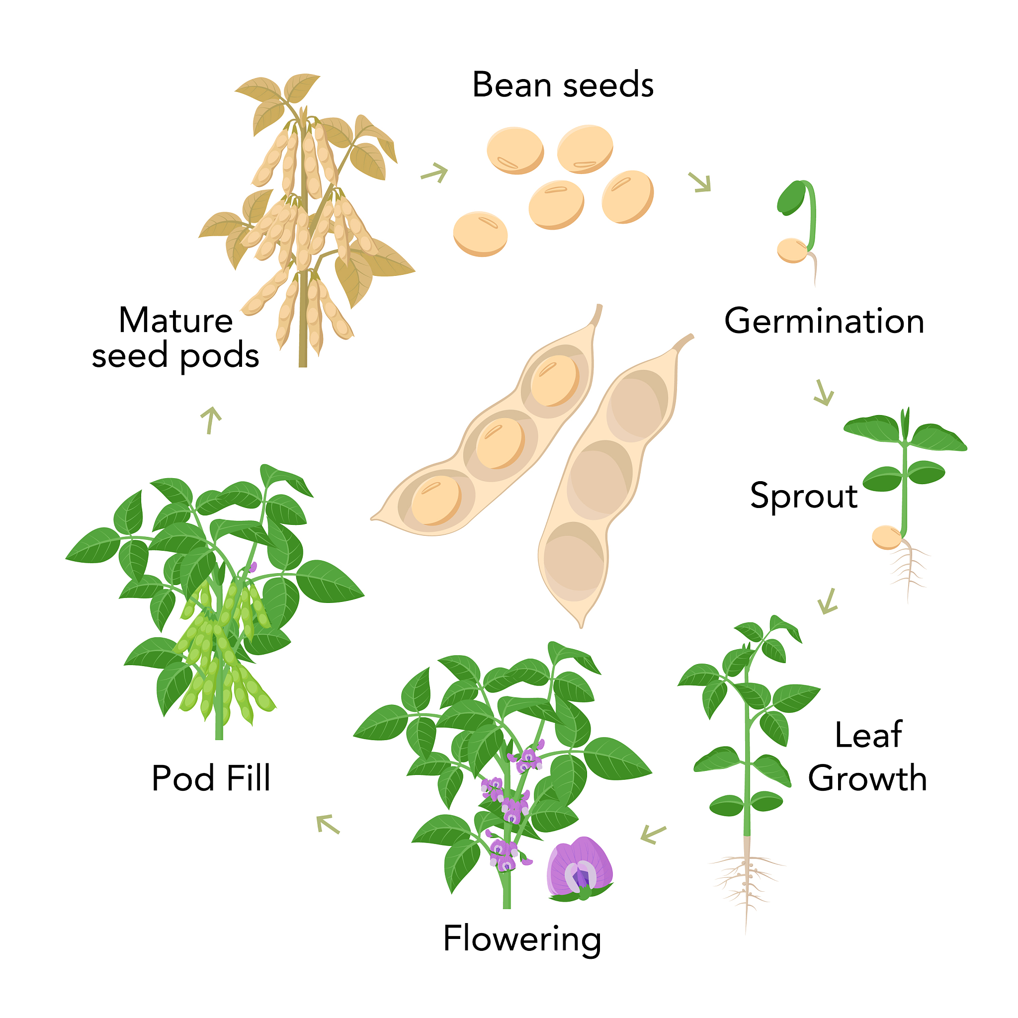 阅读这篇标题 Genome-wide characterization of soybean RALF genes and their expression responses to Fusarium oxysporum 的文章，概括Materials and methods部分内容