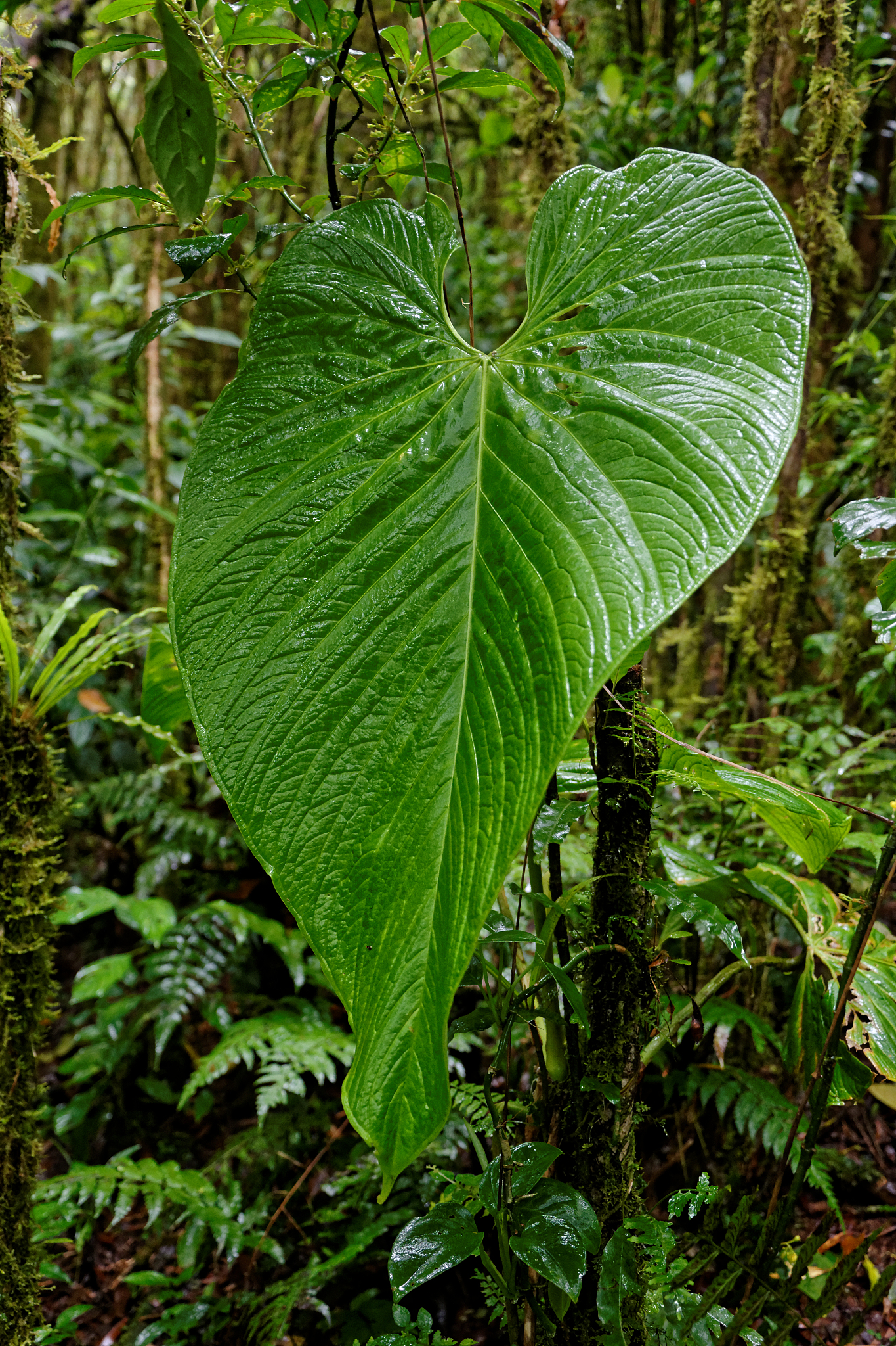 green leave in rain cloud forest