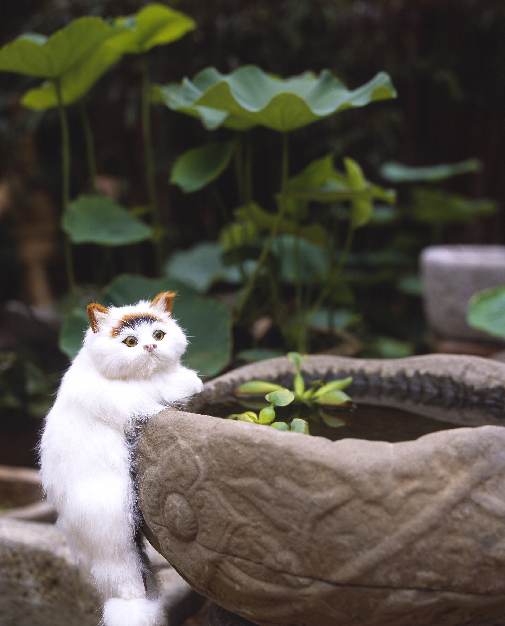 北京景山御猫传说：雪眉与狮猫的永恒守护
