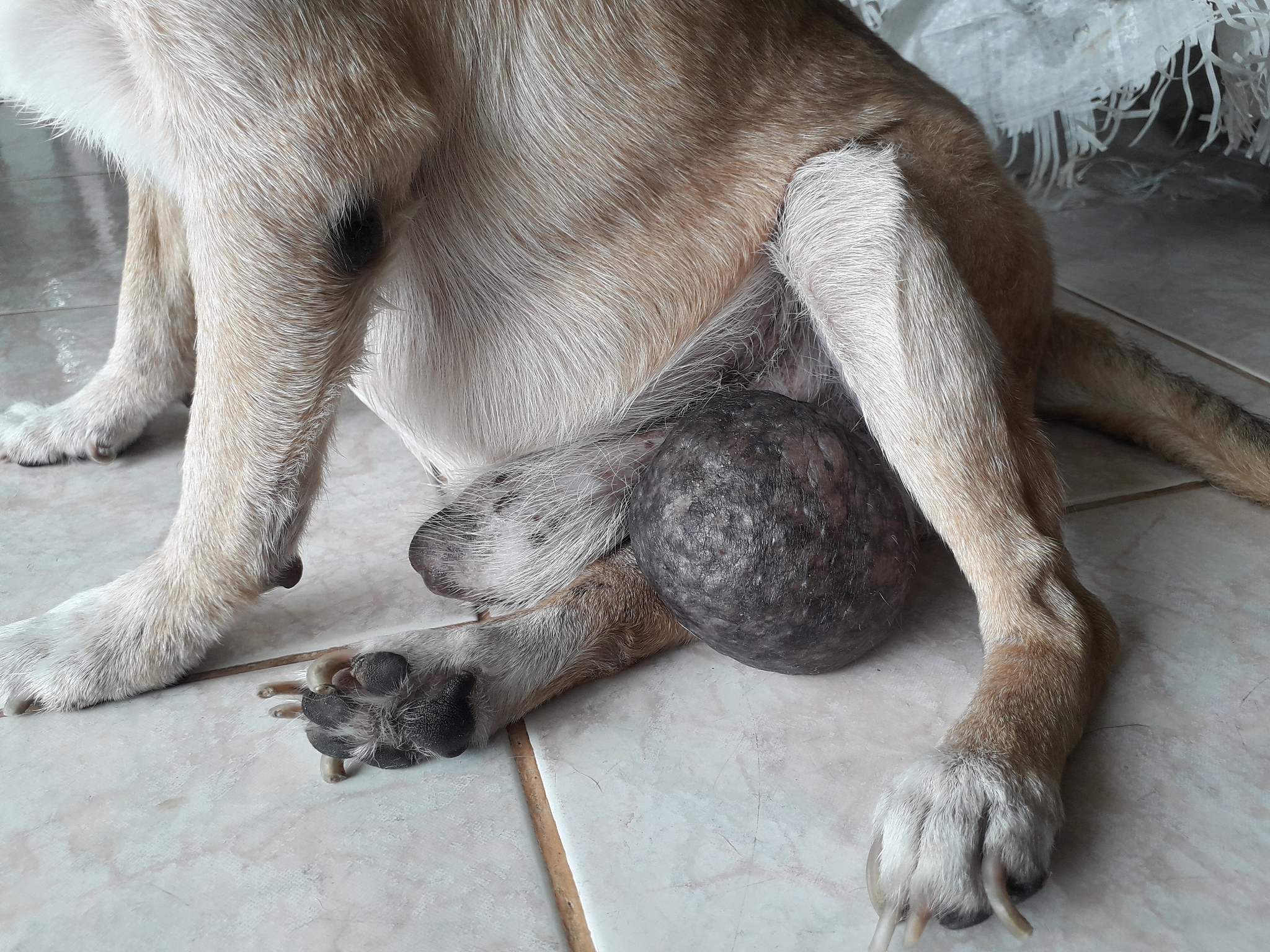 如何保障动物福利的体现