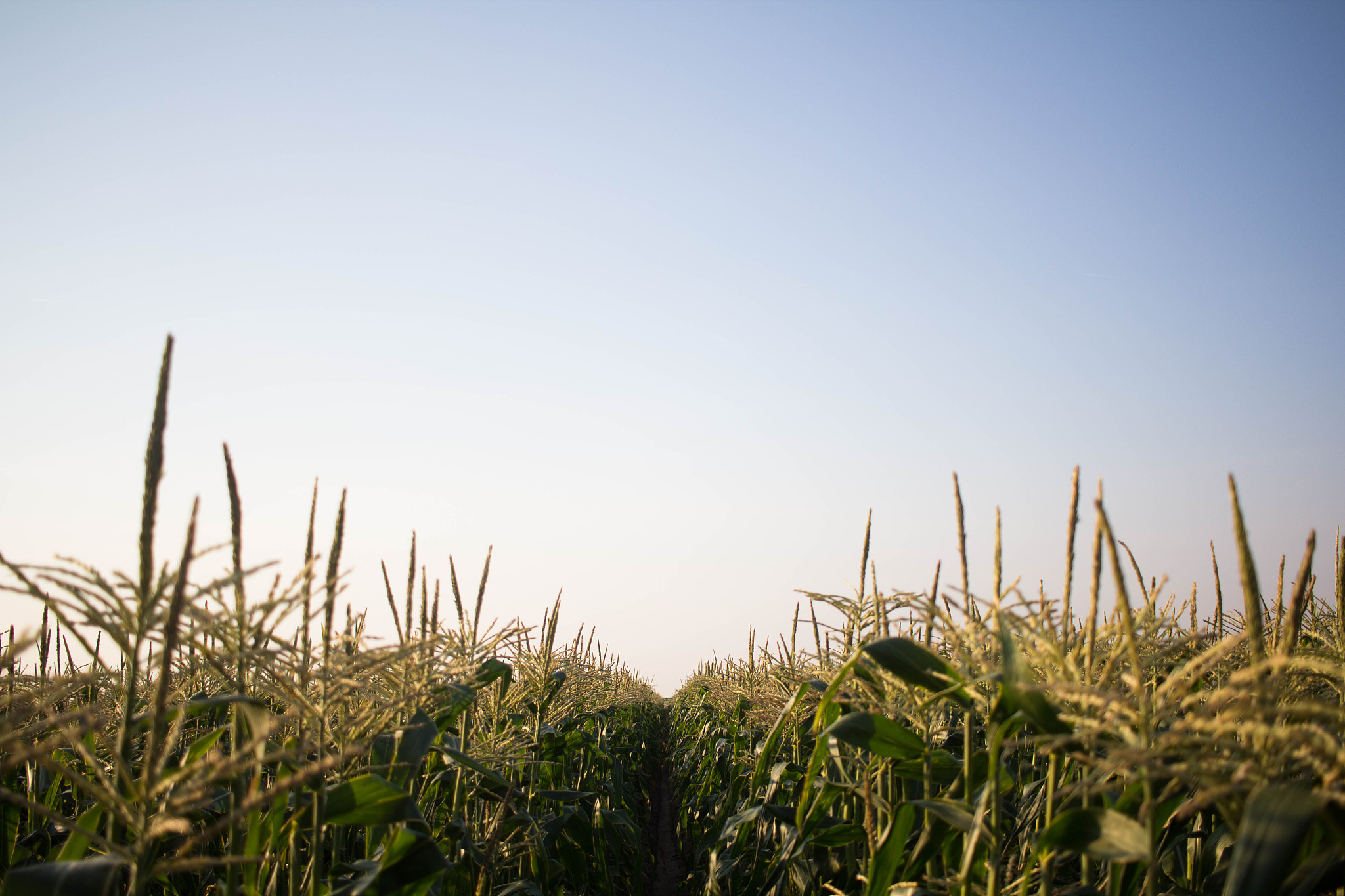 河南农业职业学院植物保护专业怎么样
