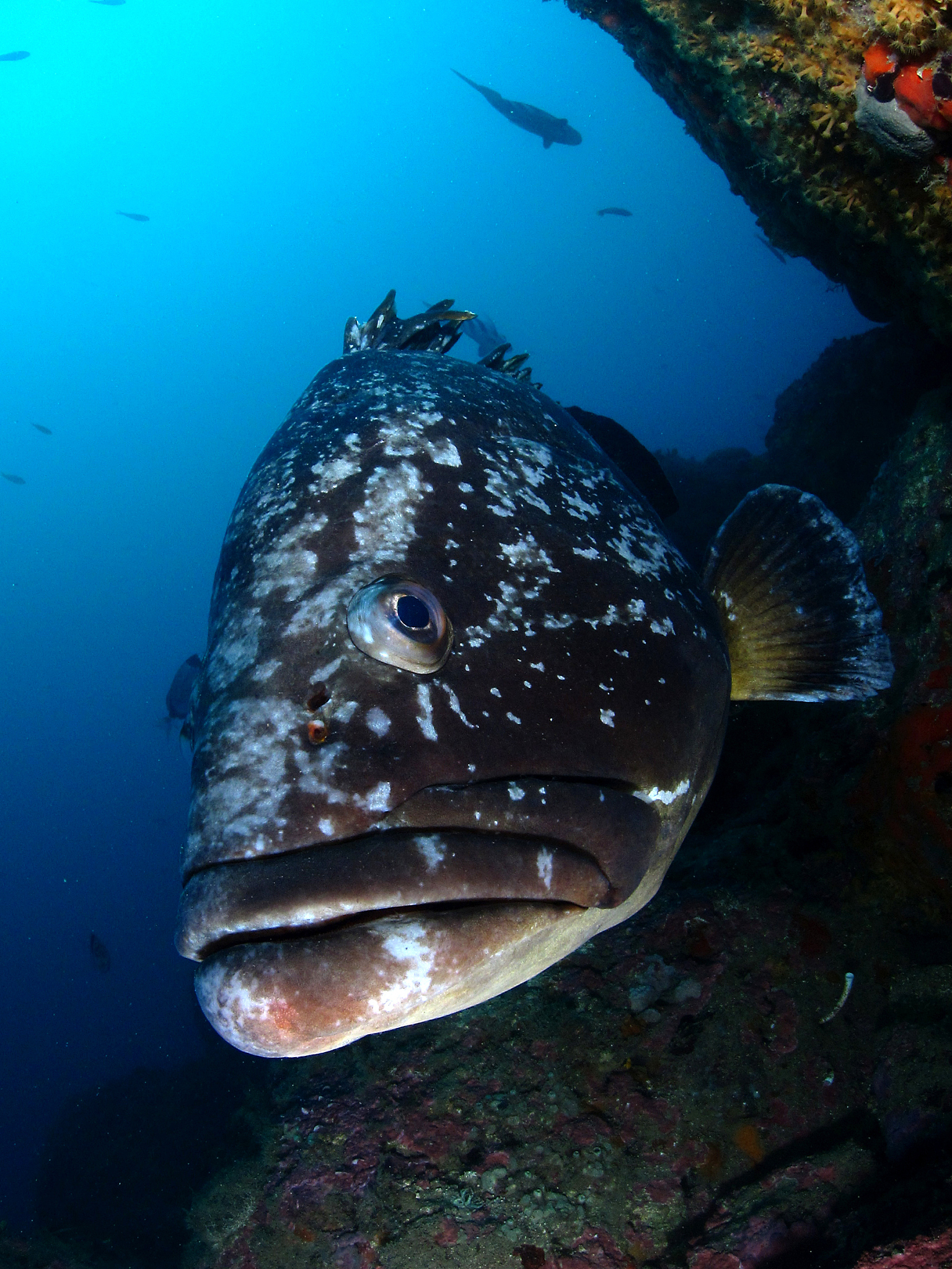 帮我制作一个冷知识的开头语