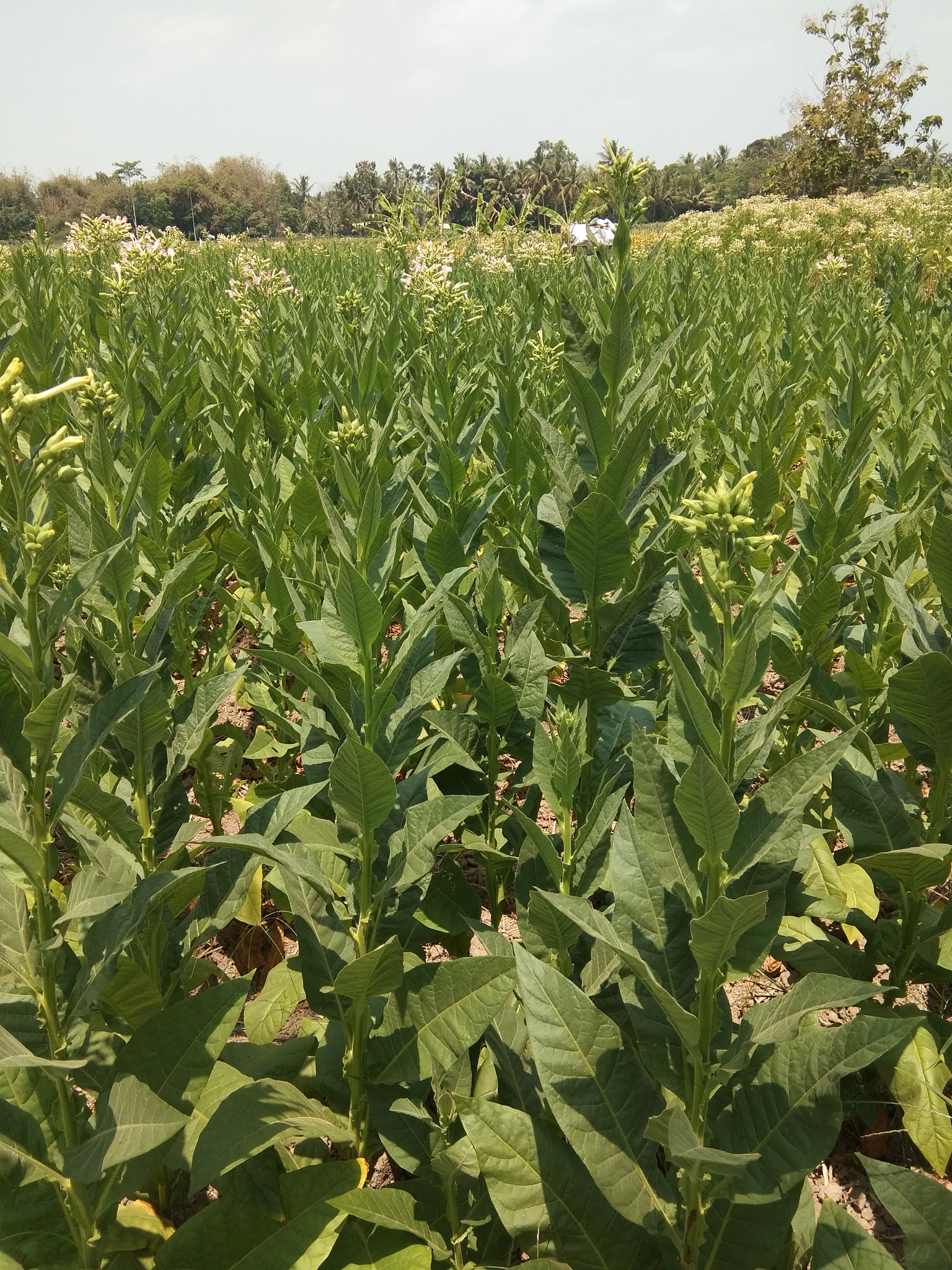 view of a tobacco tree plantation with flowers