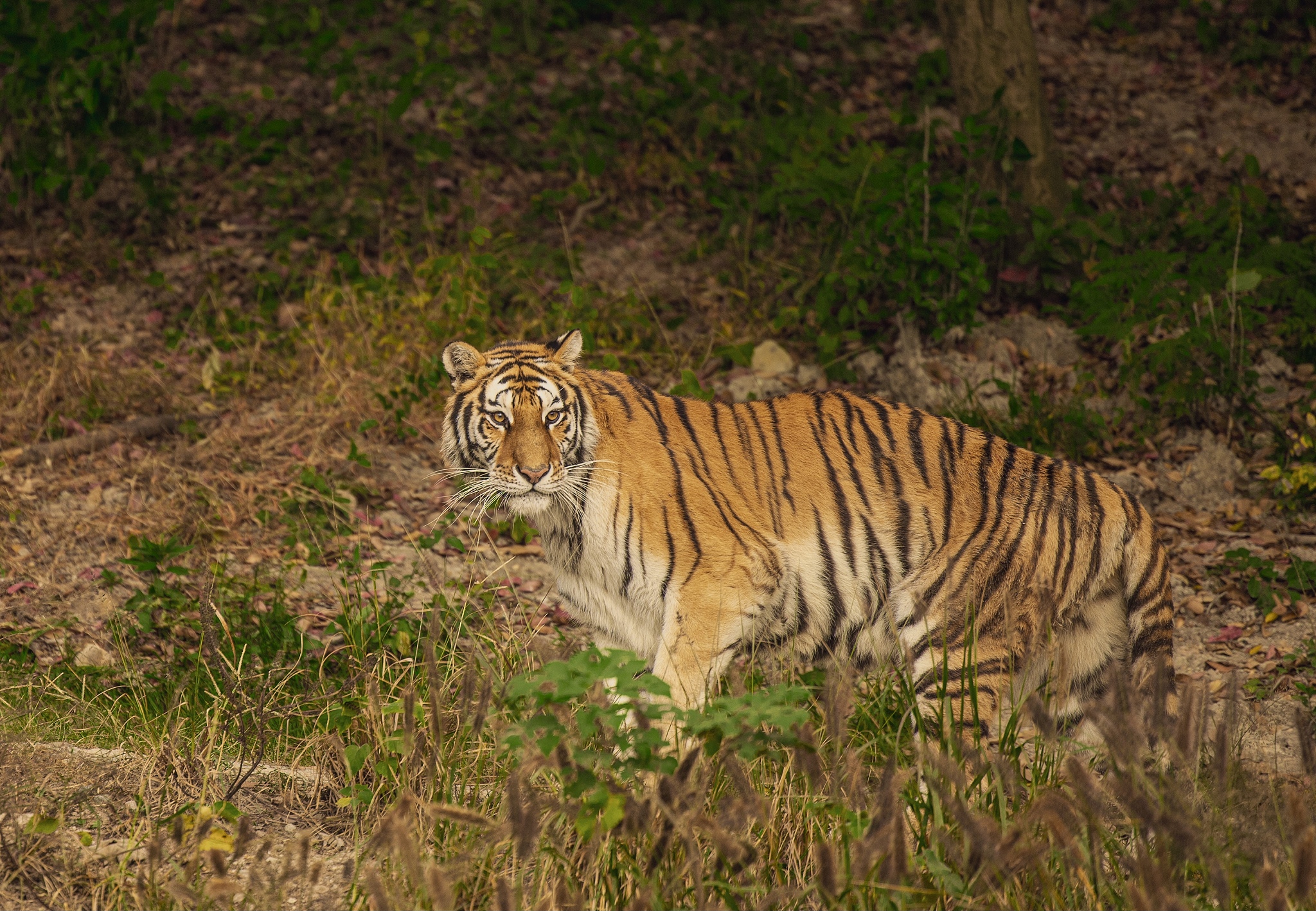 领导发给你一份文件参考你怎么微信上礼貌口语话回复