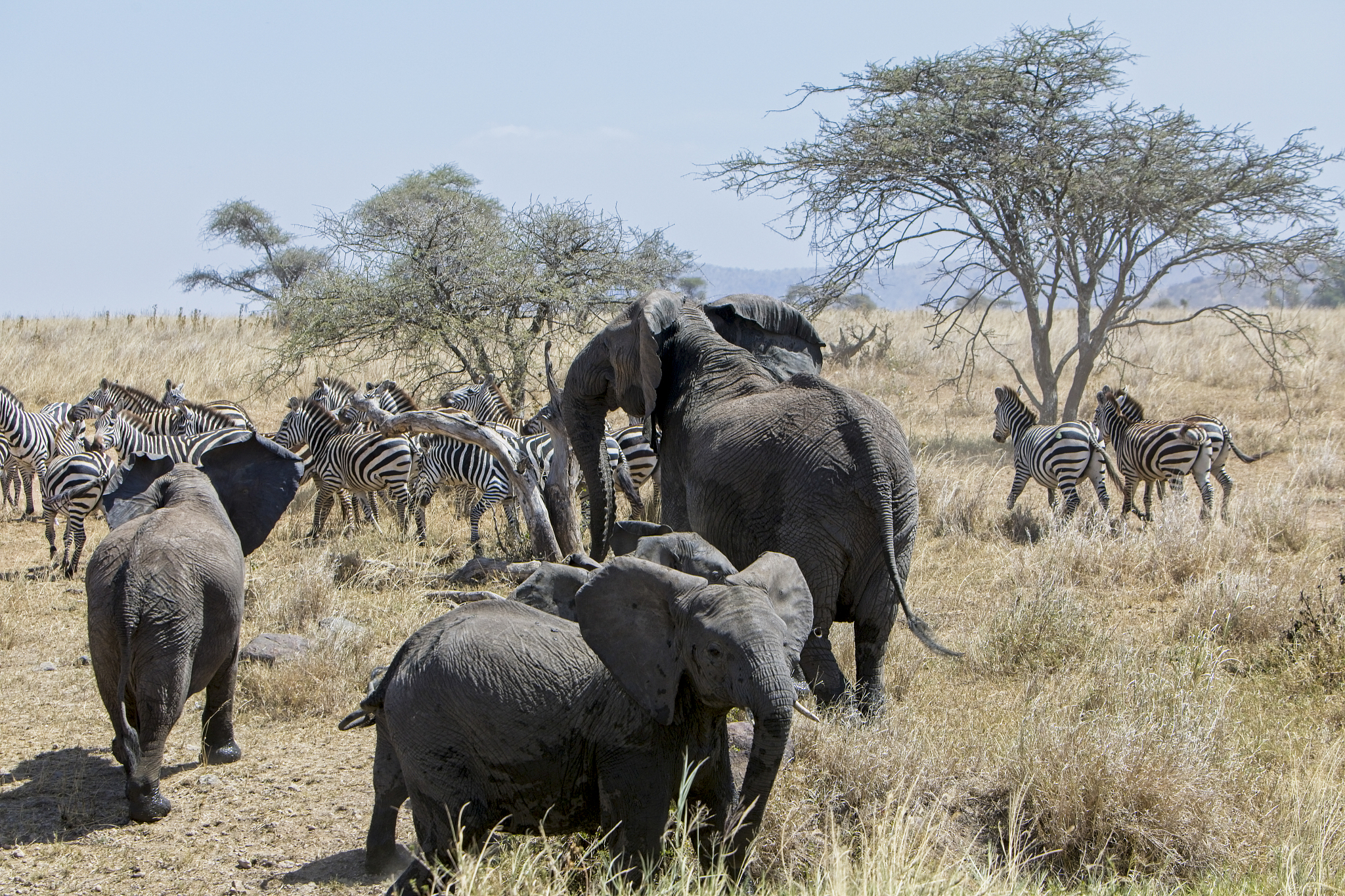 elephants at waterhole warning off a herd of zebra