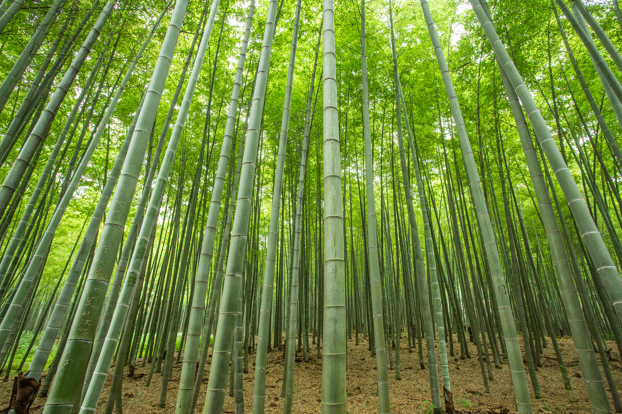 bamboo forest