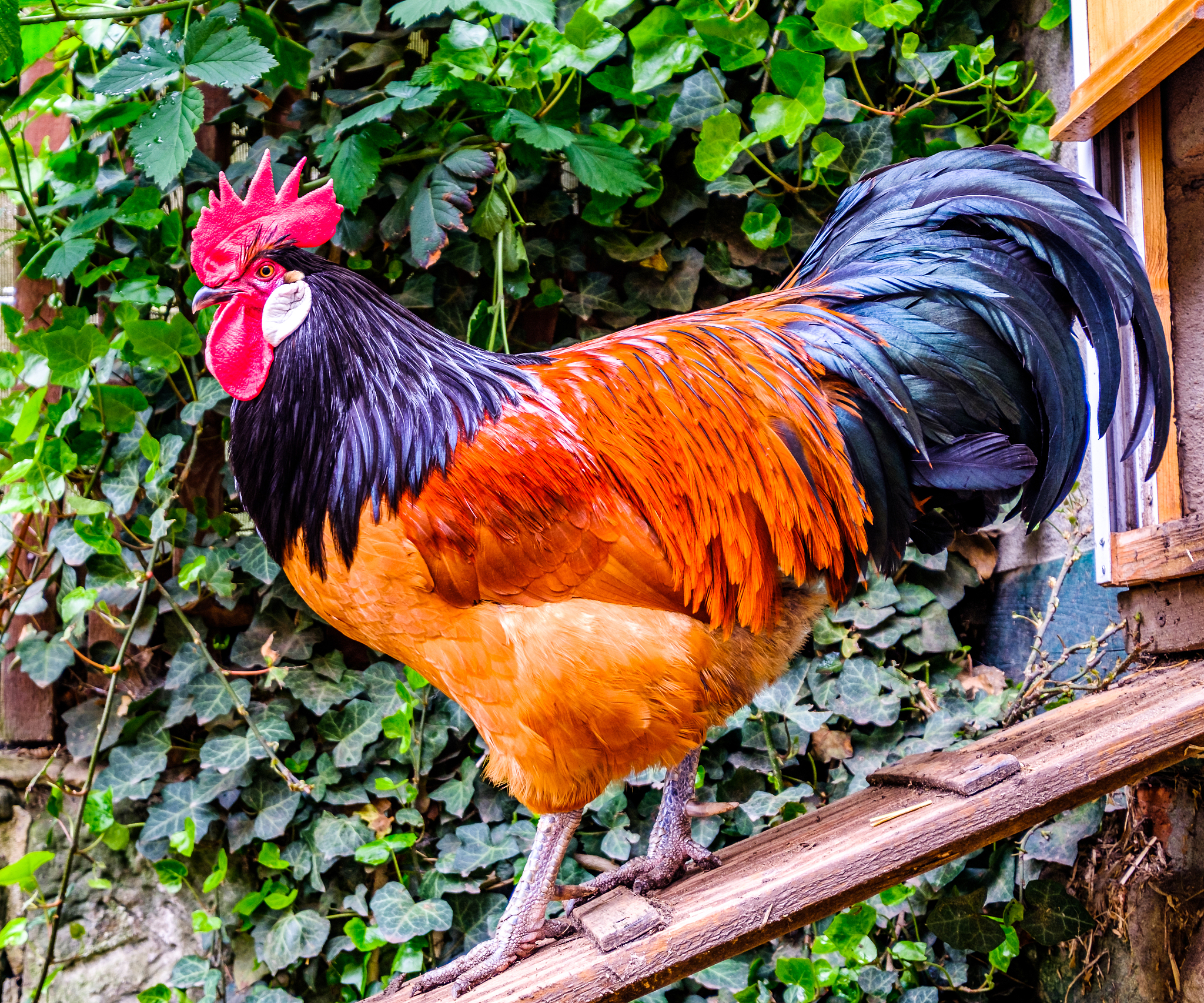 chicken
