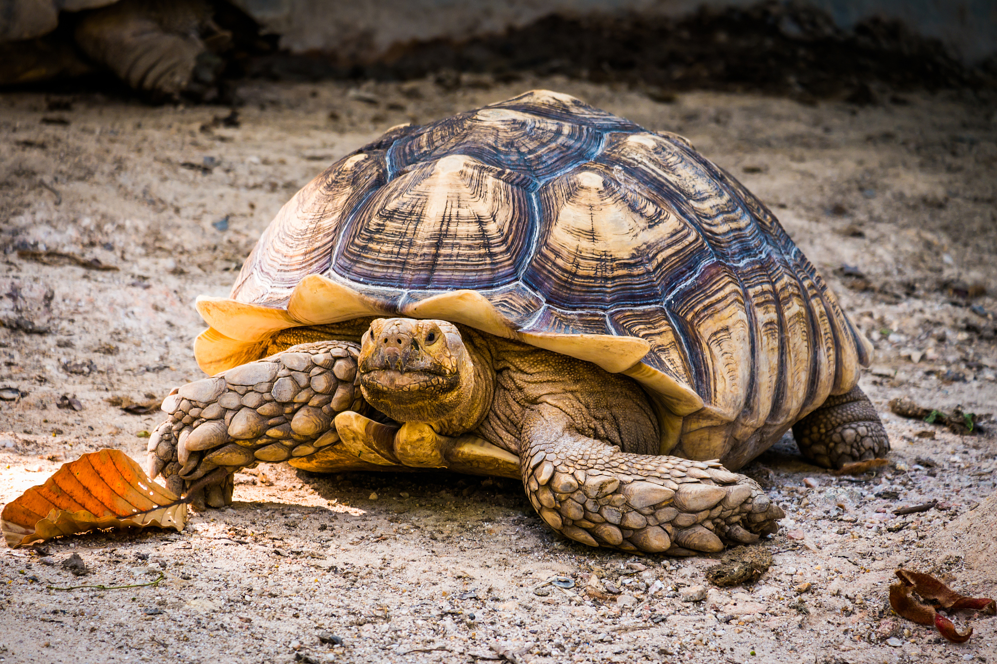 turtle in nature
