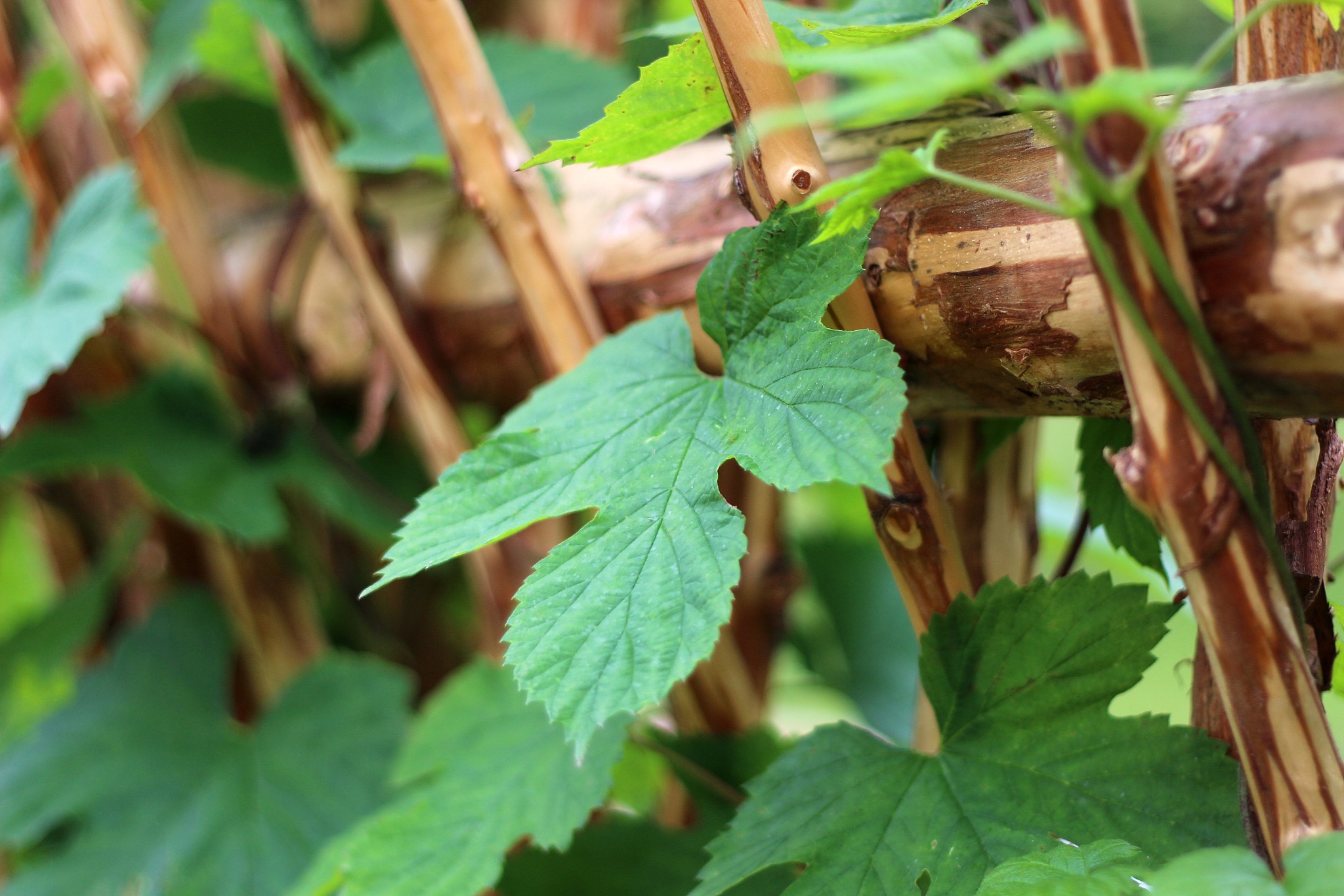 hop plant